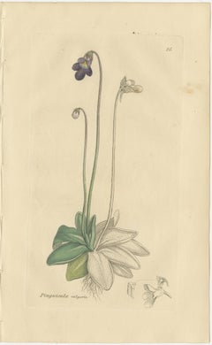 Ensemble de 8 gravures botaniques anciennes de Pinguicula, Utricularia et Salvia, 1830