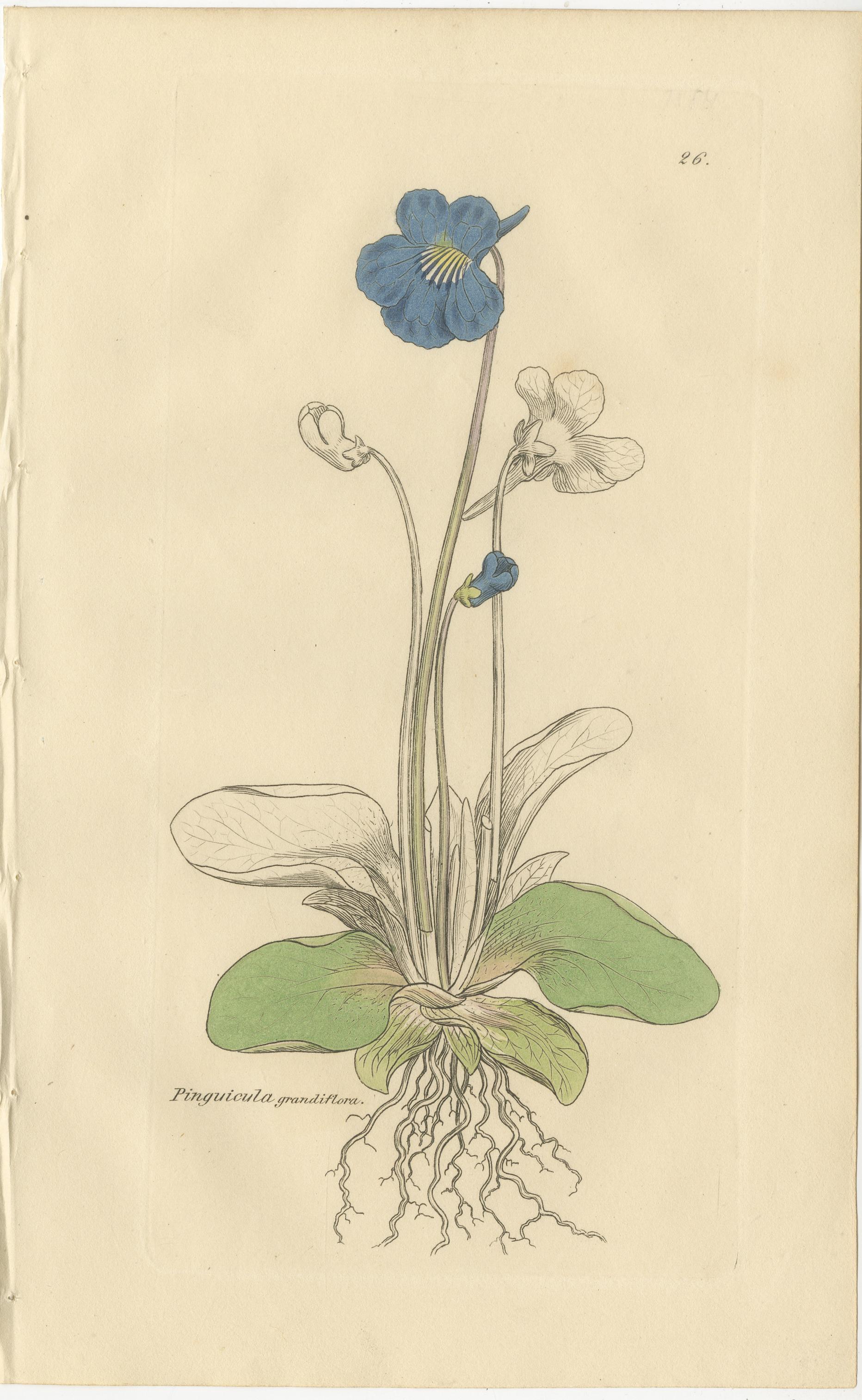 Satz von 8 antiken botanischen Kupferstichen von Pinguicula, Utricularia & Salvia, 1830 (Britisch) im Angebot