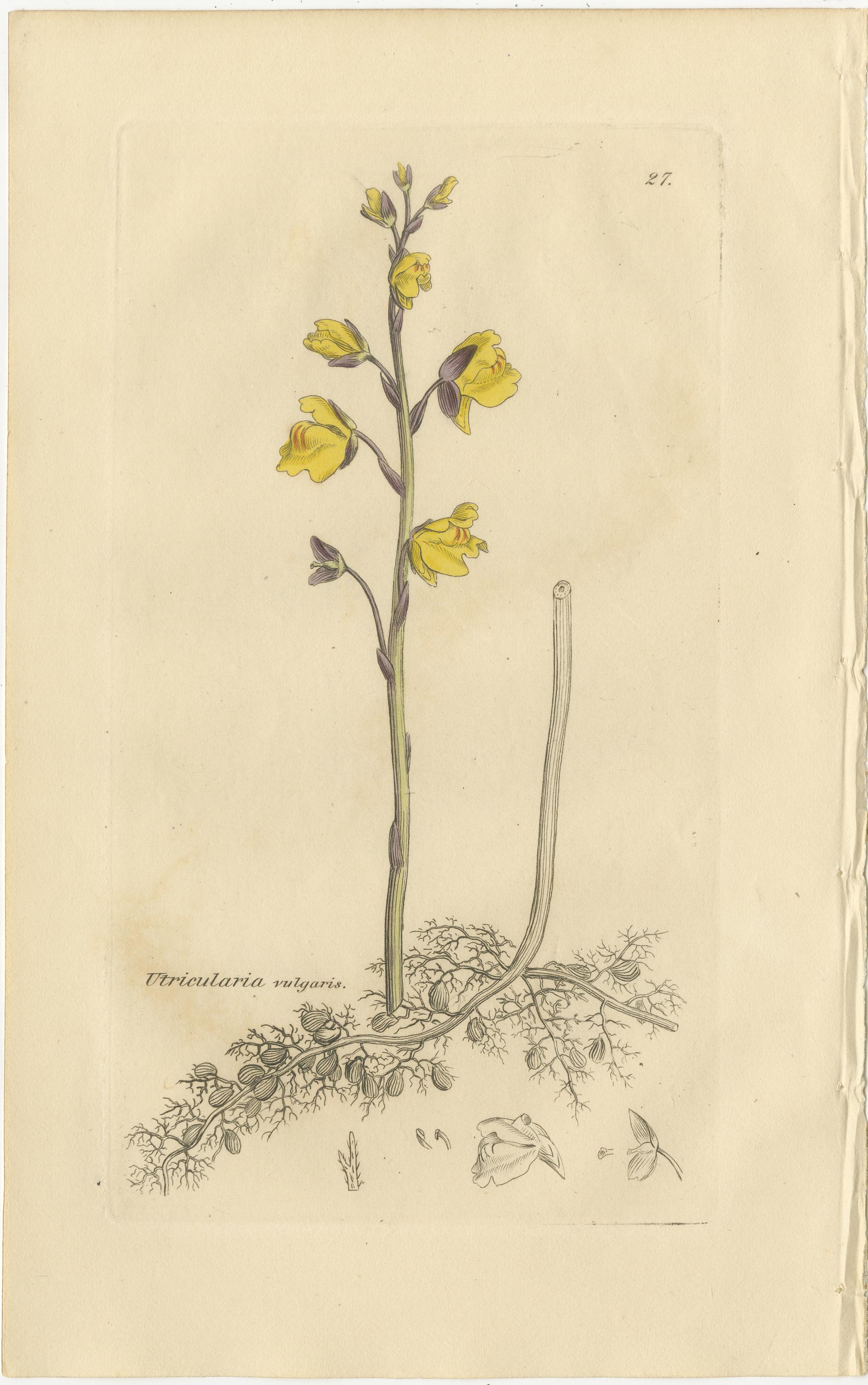 Satz von 8 antiken botanischen Kupferstichen von Pinguicula, Utricularia & Salvia, 1830 (Graviert) im Angebot