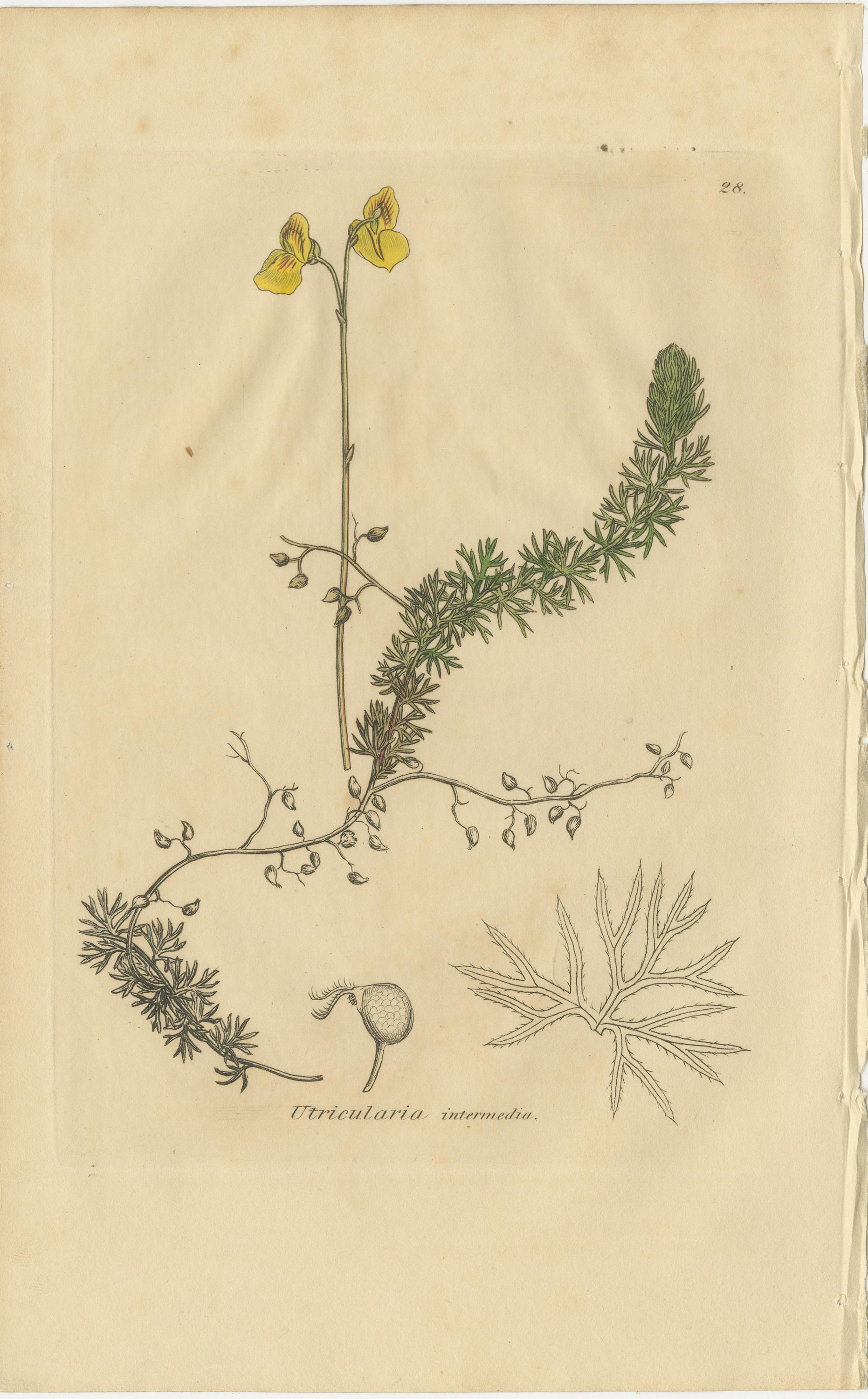 Satz von 8 antiken botanischen Kupferstichen von Pinguicula, Utricularia & Salvia, 1830 im Zustand „Gut“ im Angebot in Langweer, NL