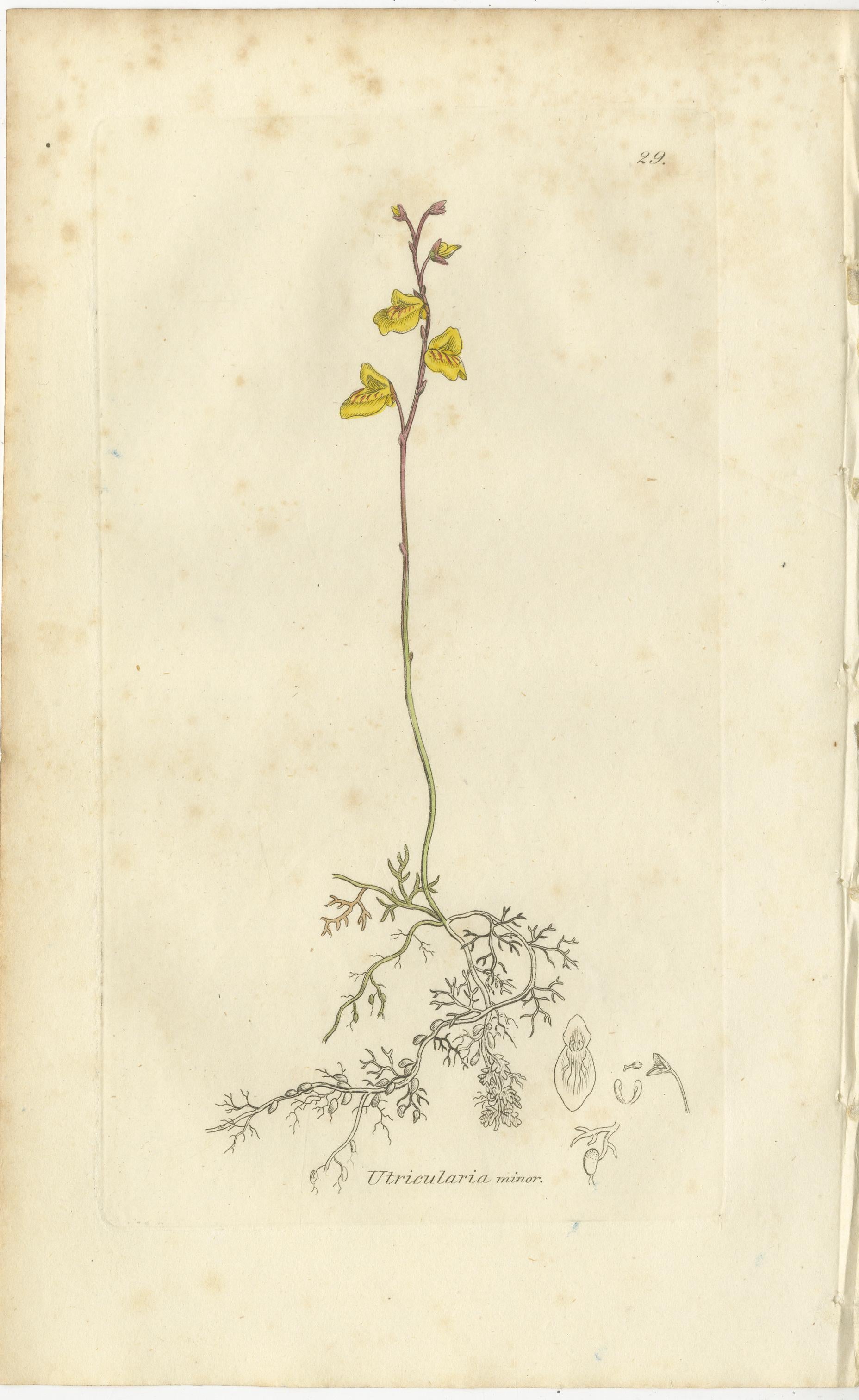 Satz von 8 antiken botanischen Kupferstichen von Pinguicula, Utricularia & Salvia, 1830 (Mittleres 19. Jahrhundert) im Angebot