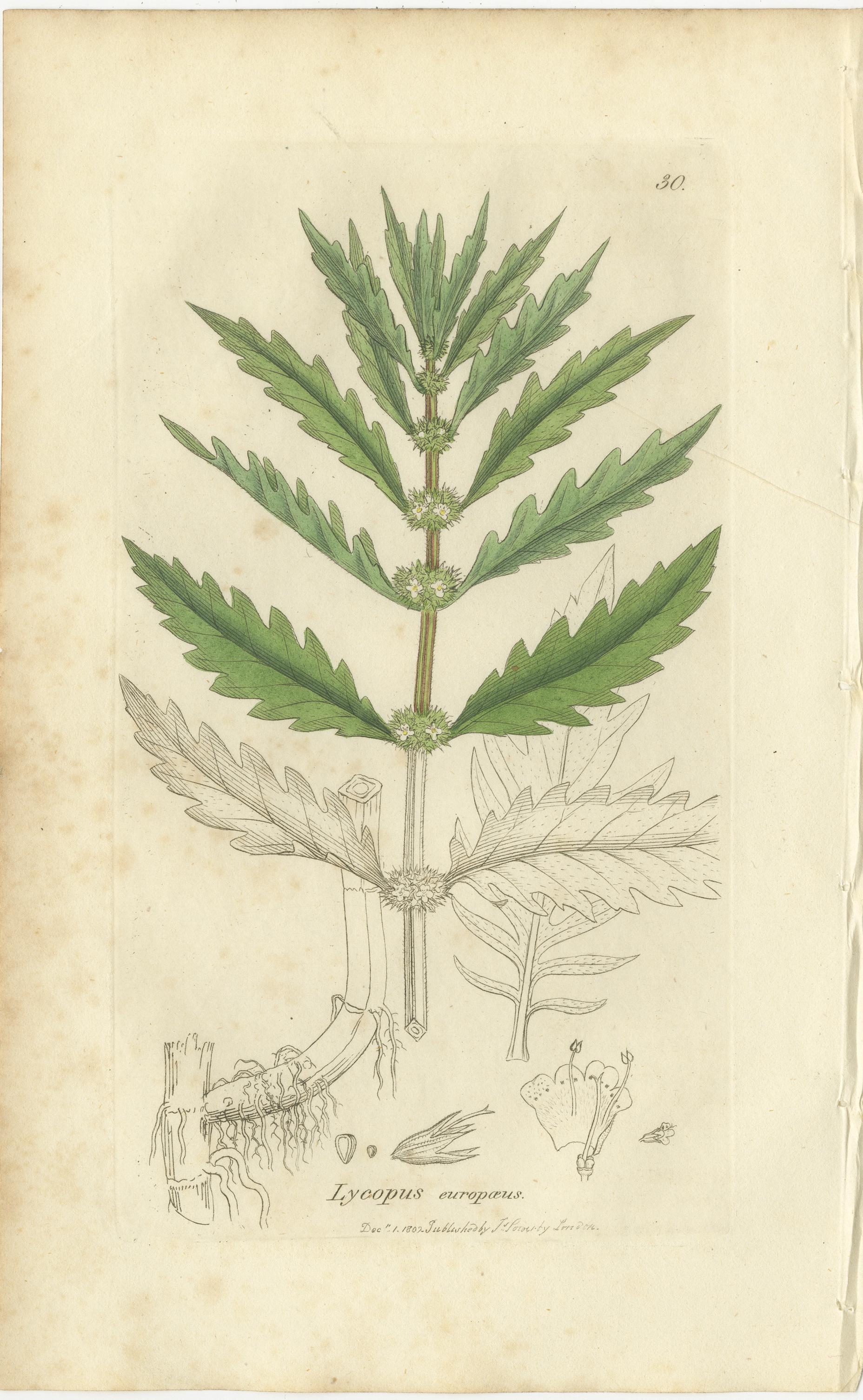 Satz von 8 antiken botanischen Kupferstichen von Pinguicula, Utricularia & Salvia, 1830 (Papier) im Angebot