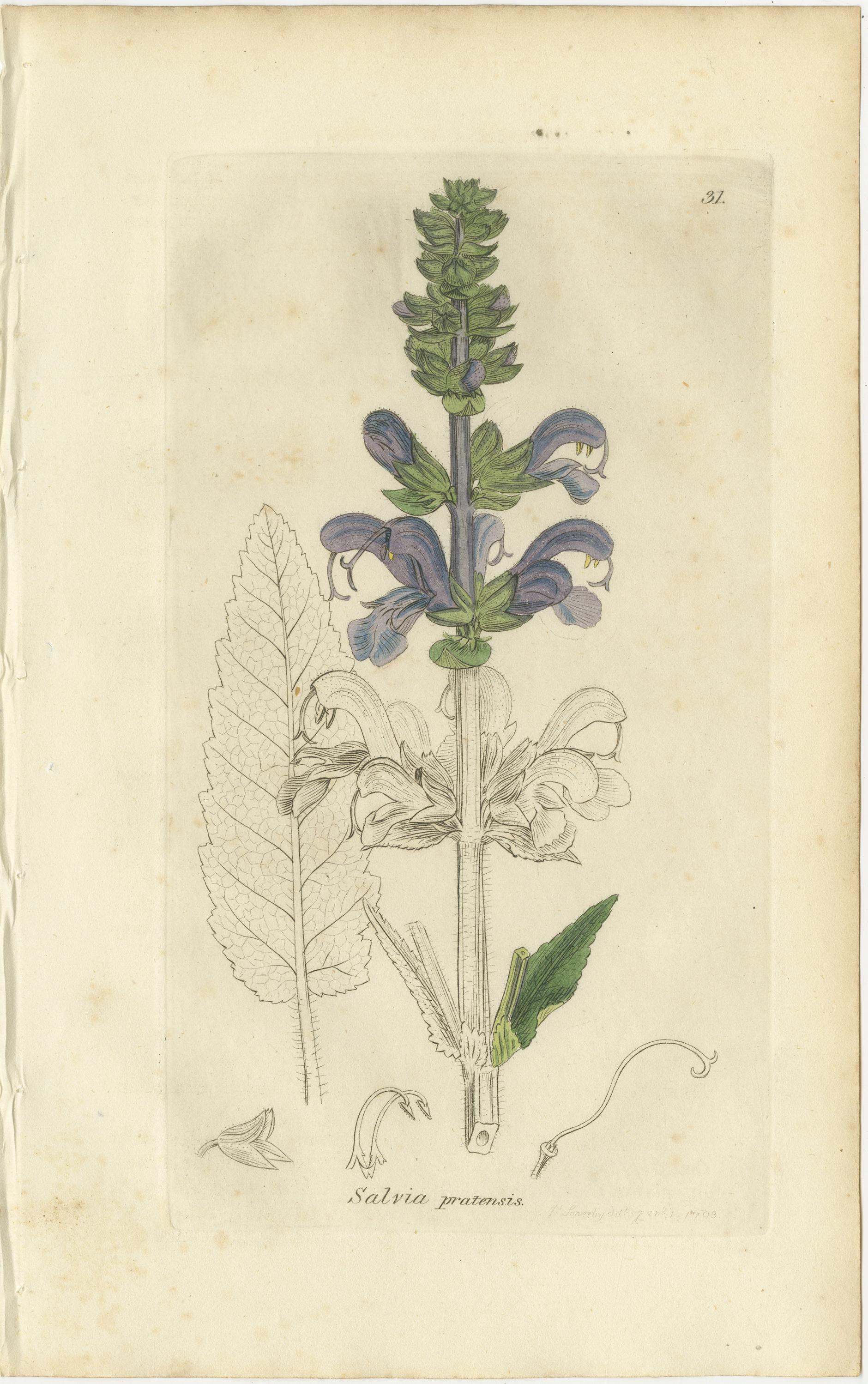 Satz von 8 antiken botanischen Kupferstichen von Pinguicula, Utricularia & Salvia, 1830 im Angebot 1