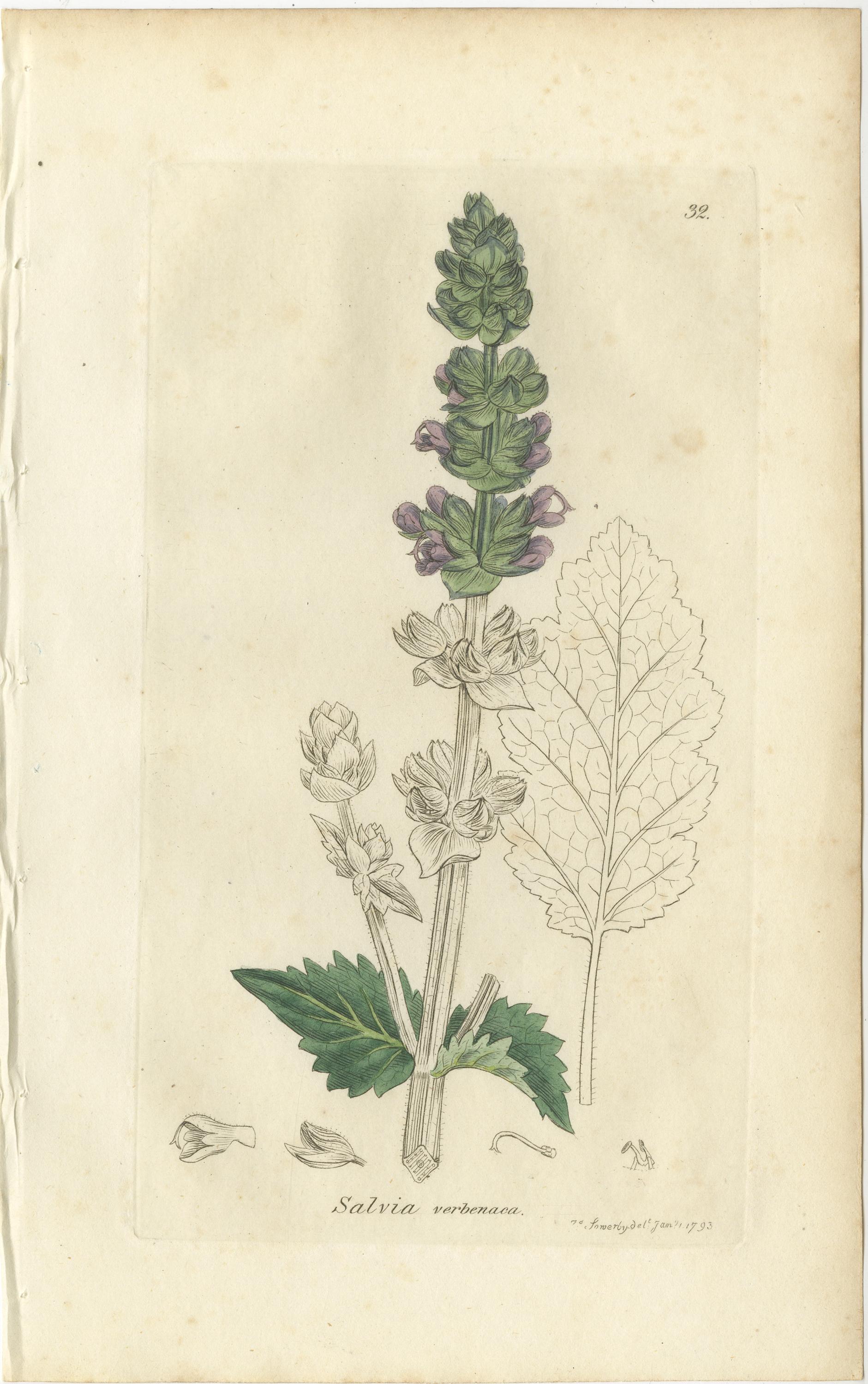 Satz von 8 antiken botanischen Kupferstichen von Pinguicula, Utricularia & Salvia, 1830 im Angebot 2