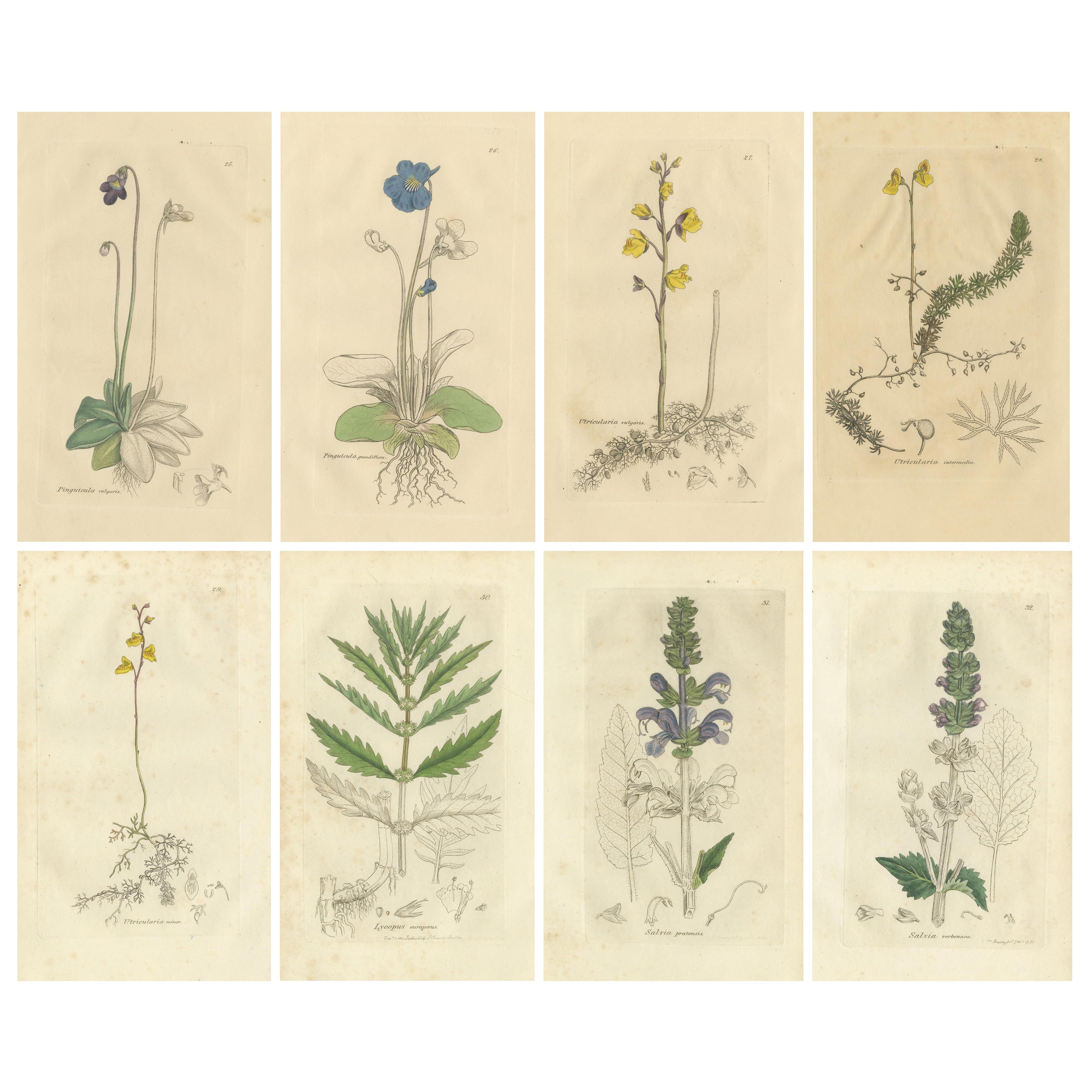 Ensemble de 8 gravures botaniques anciennes de Pinguicula, Utricularia et Salvia, 1830
