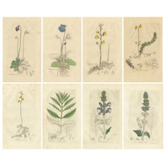 Set of 8 Antique Botanical Engravings of Pinguicula, Utricularia & Salvia, 1830
