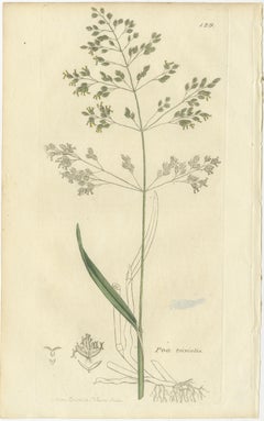 Set of 8 Antique Botanical Engravings of Poa & Meadow Grasses, c.1830