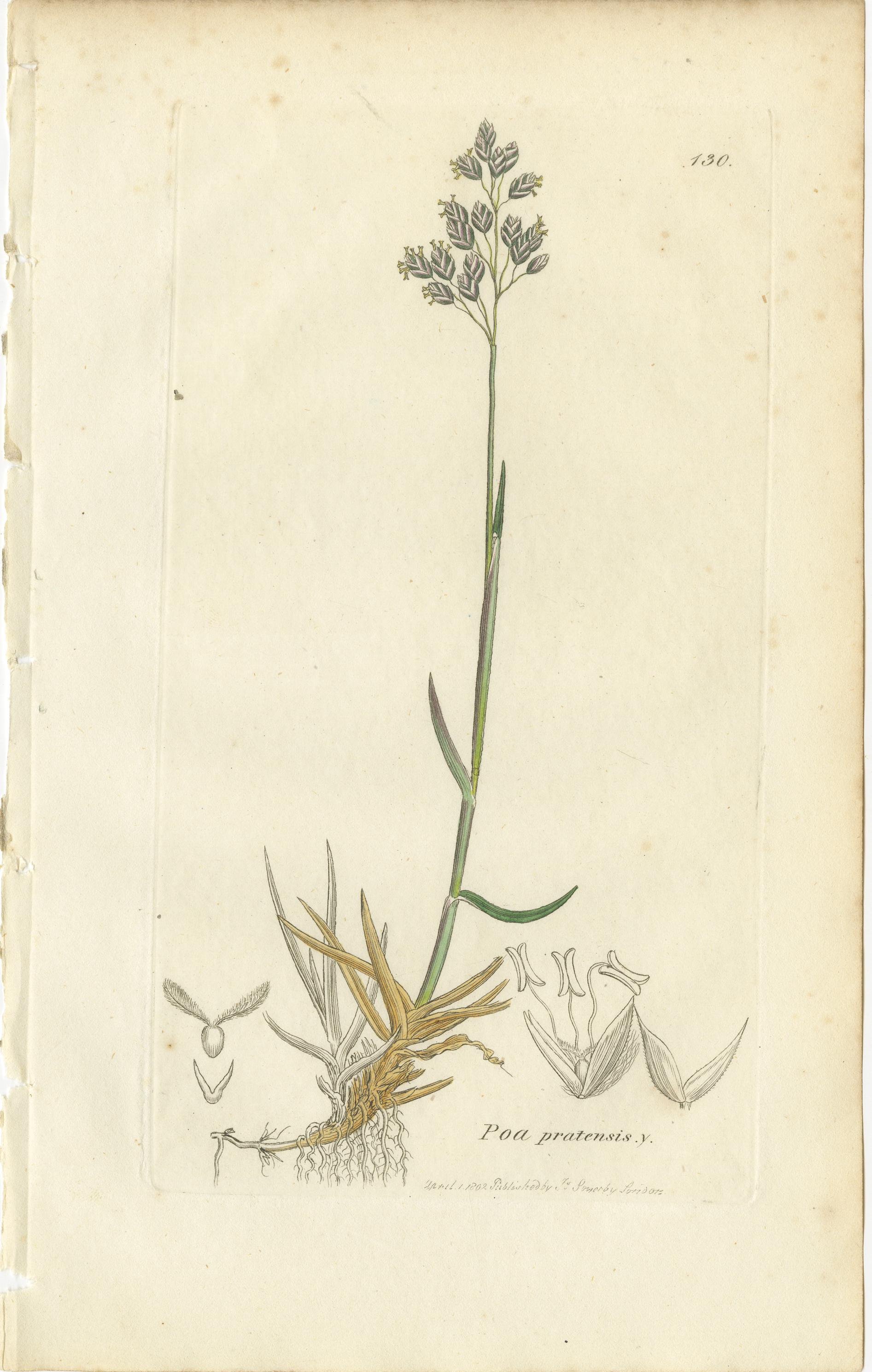 Britannique Ensemble de 8 gravures botaniques anciennes de Poa & Meadow Grasses, c.1830 en vente
