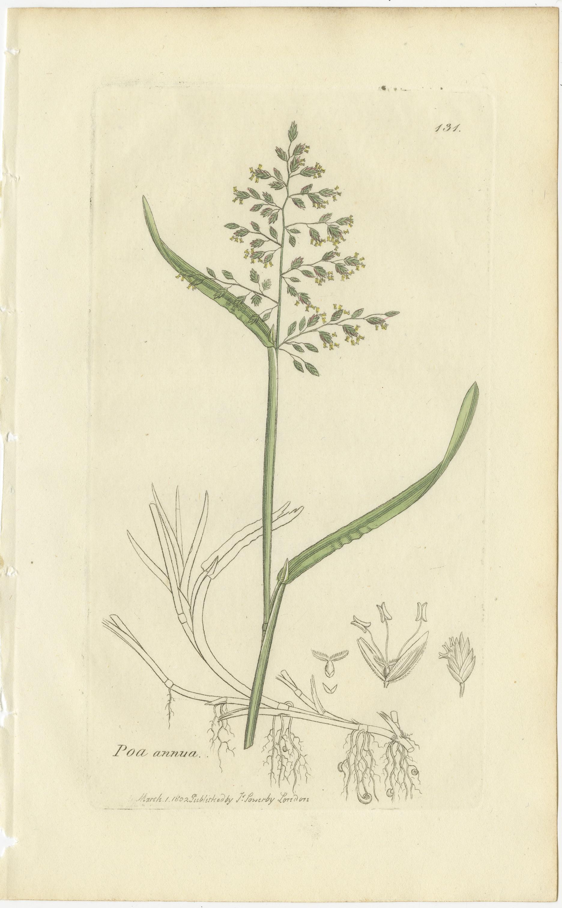 Gravé Ensemble de 8 gravures botaniques anciennes de Poa & Meadow Grasses, c.1830 en vente