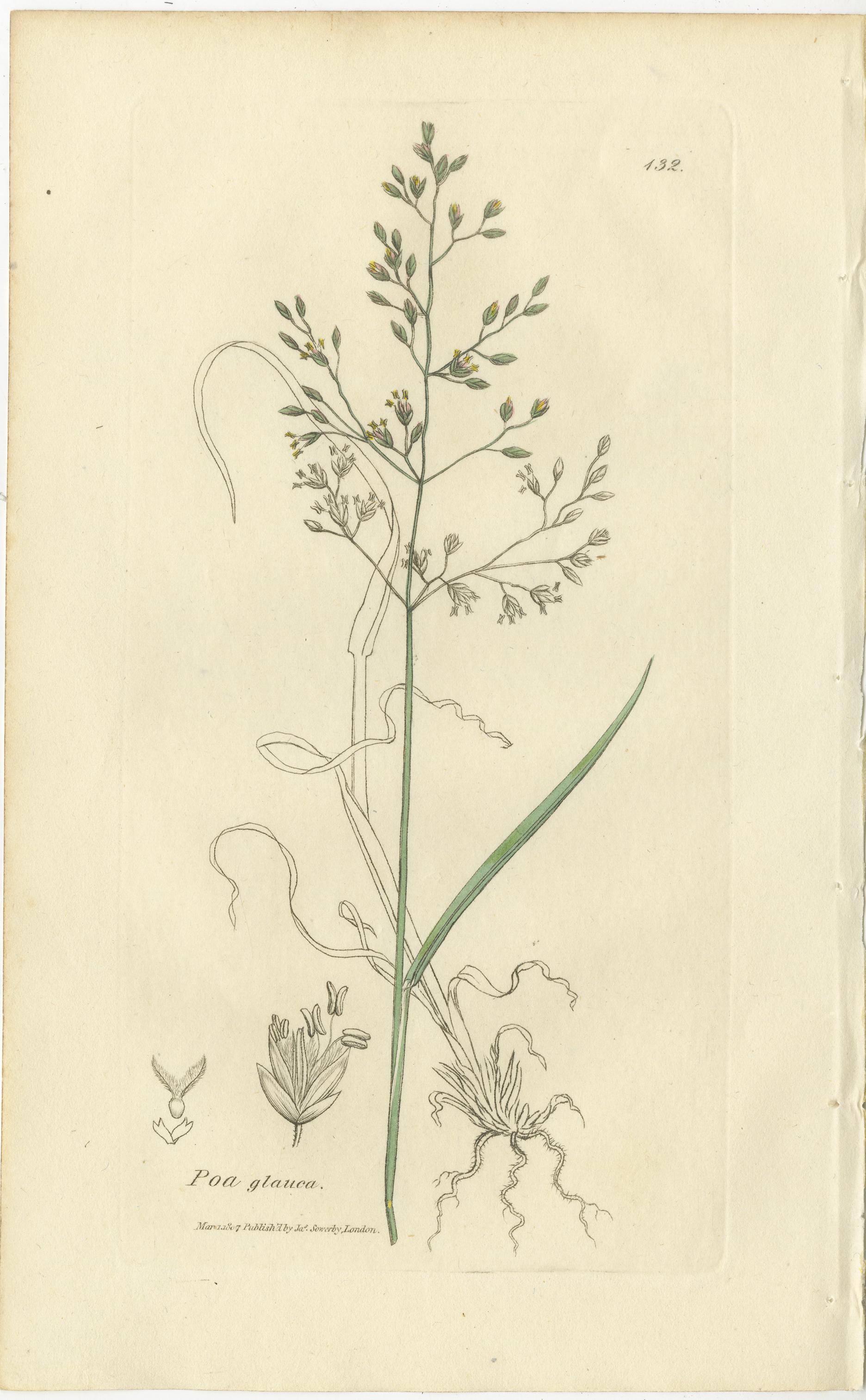 Ensemble de 8 gravures botaniques anciennes de Poa & Meadow Grasses, c.1830 Bon état - En vente à Langweer, NL