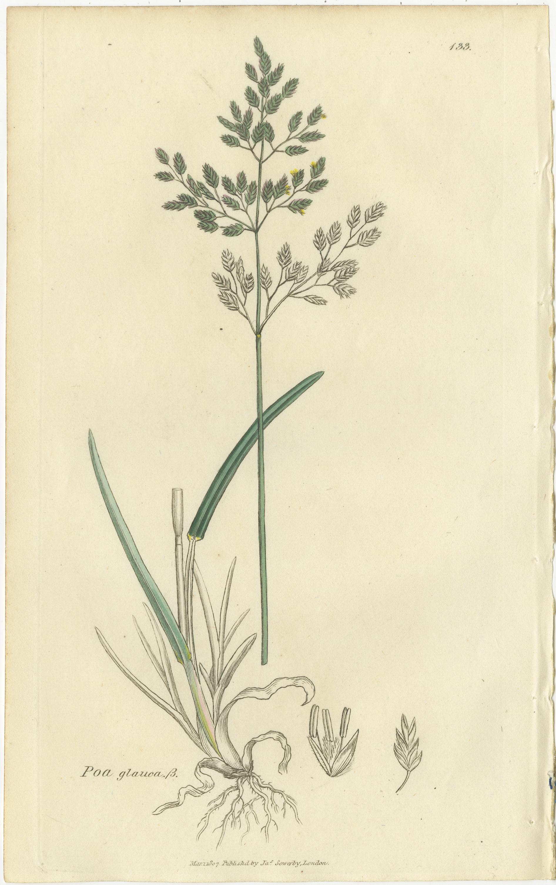 Milieu du XIXe siècle Ensemble de 8 gravures botaniques anciennes de Poa & Meadow Grasses, c.1830 en vente