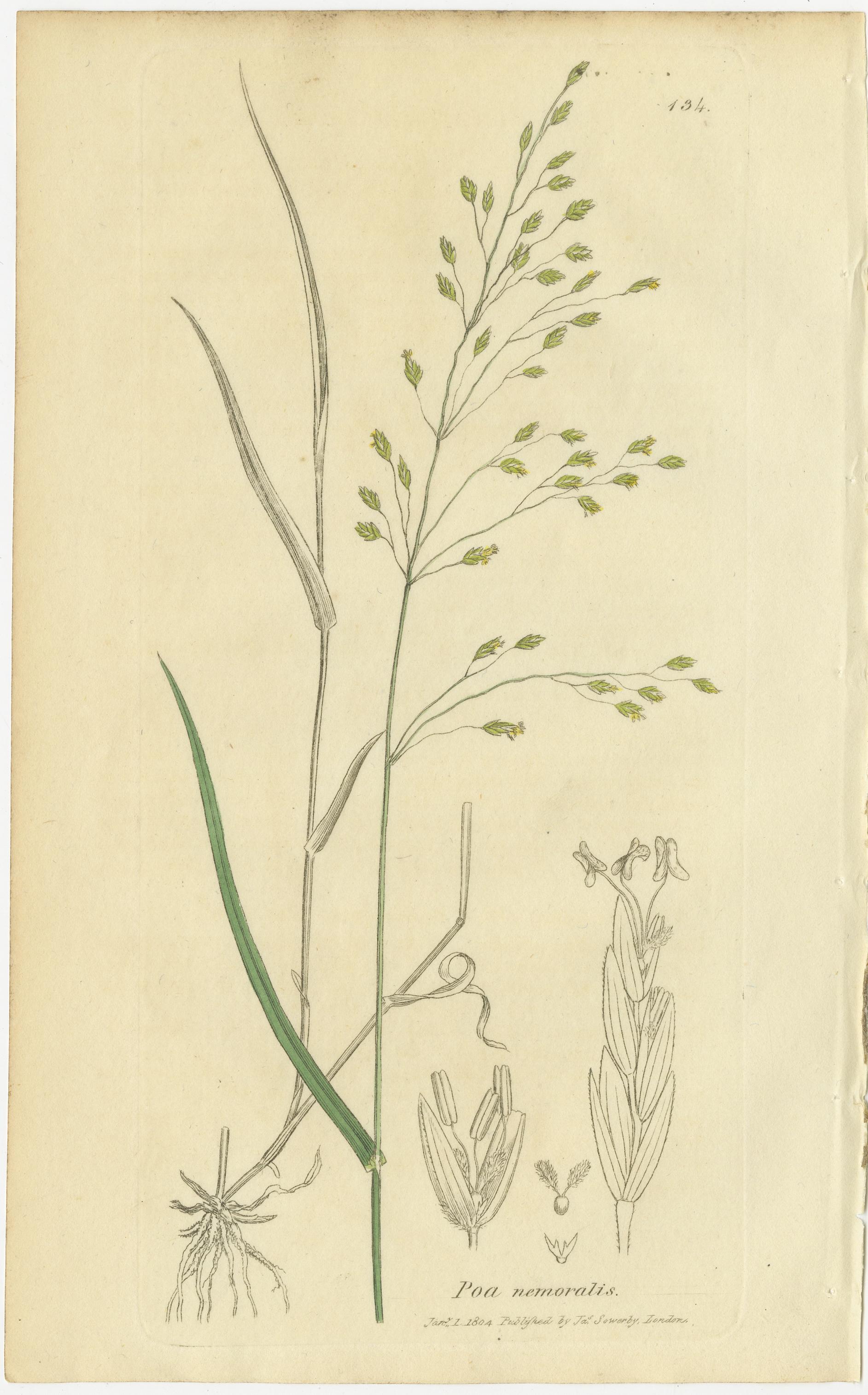 Papier Ensemble de 8 gravures botaniques anciennes de Poa & Meadow Grasses, c.1830 en vente