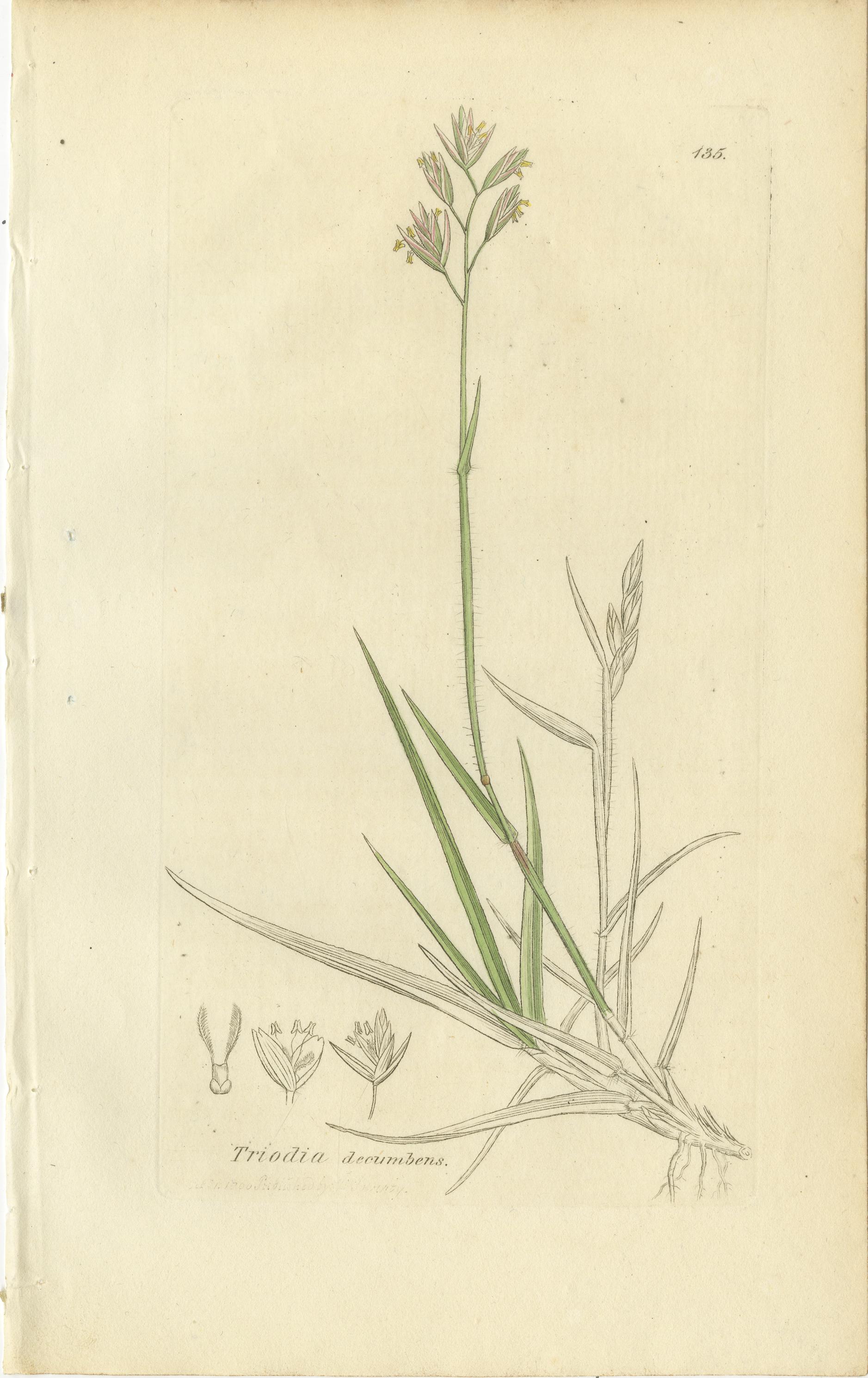 Ensemble de 8 gravures botaniques anciennes de Poa & Meadow Grasses, c.1830 en vente 1