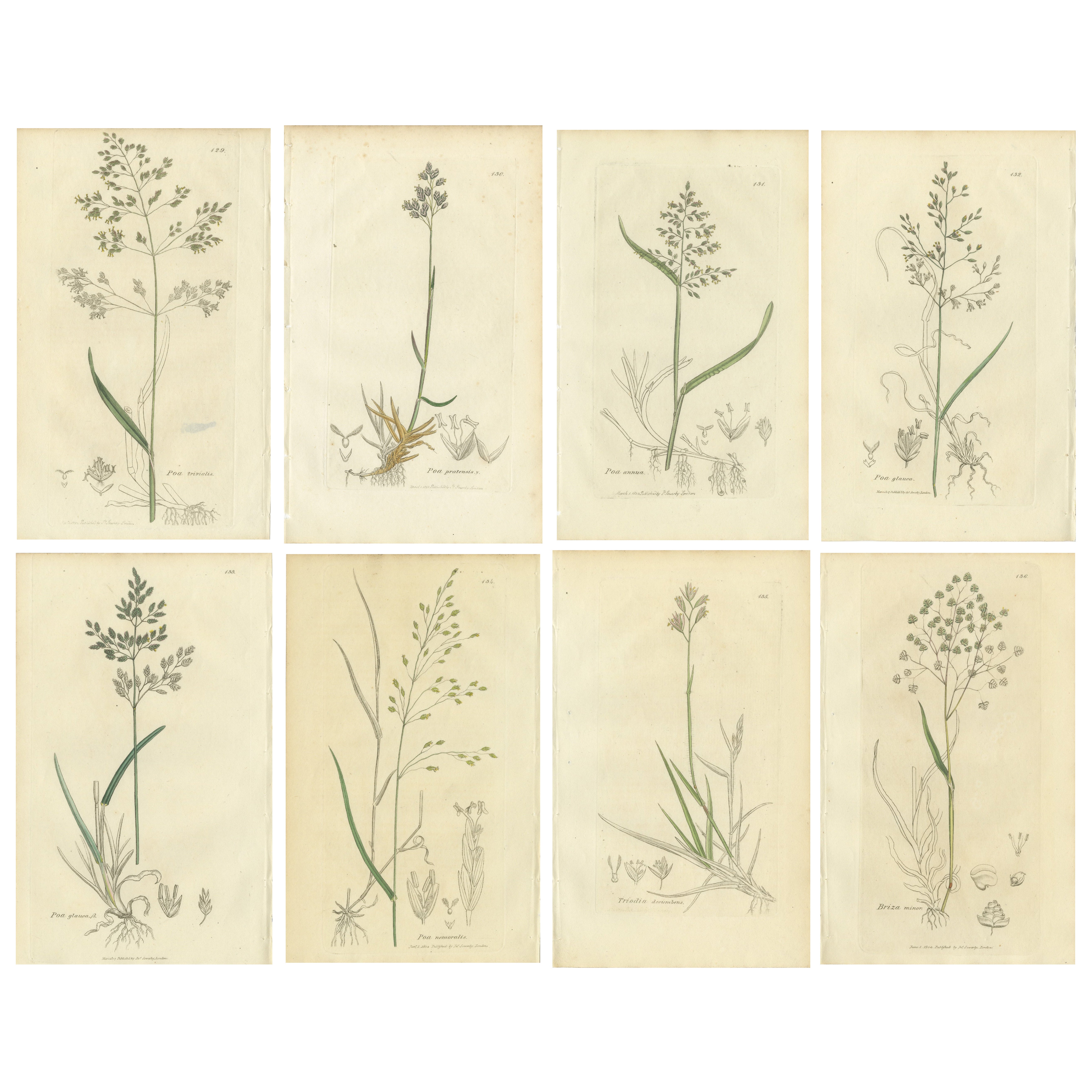 Ensemble de 8 gravures botaniques anciennes de Poa
Meadow Grasses, c.1830