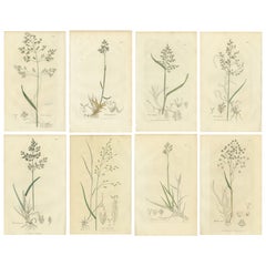 Conjunto de 8 Grabados Botánicos Antiguos de Poa y Hierbas de los Prados, c.1830