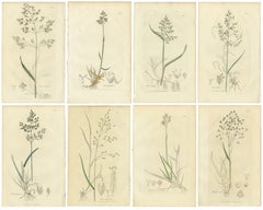 Set of 8 Antique Botanical Engravings of Poa & Meadow Grasses, c.1830