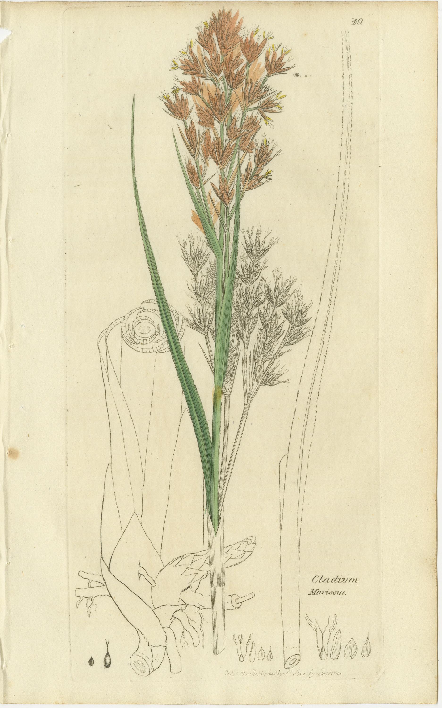 Set di 8 antiche incisioni botaniche di carici, giunchi e piante palustri, c.C. 1830

Questo set di otto antiche incisioni botaniche presenta una collezione distintiva di piante palustri e umide britanniche, illustrate con la precisione e la sobria