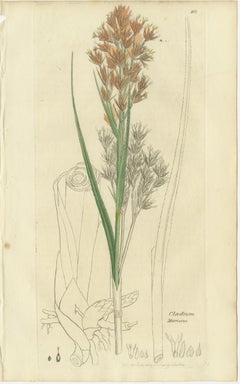 Set of 8 Antique Botanical Engravings of Sedges, Rushes and Wetland Plants, 1830