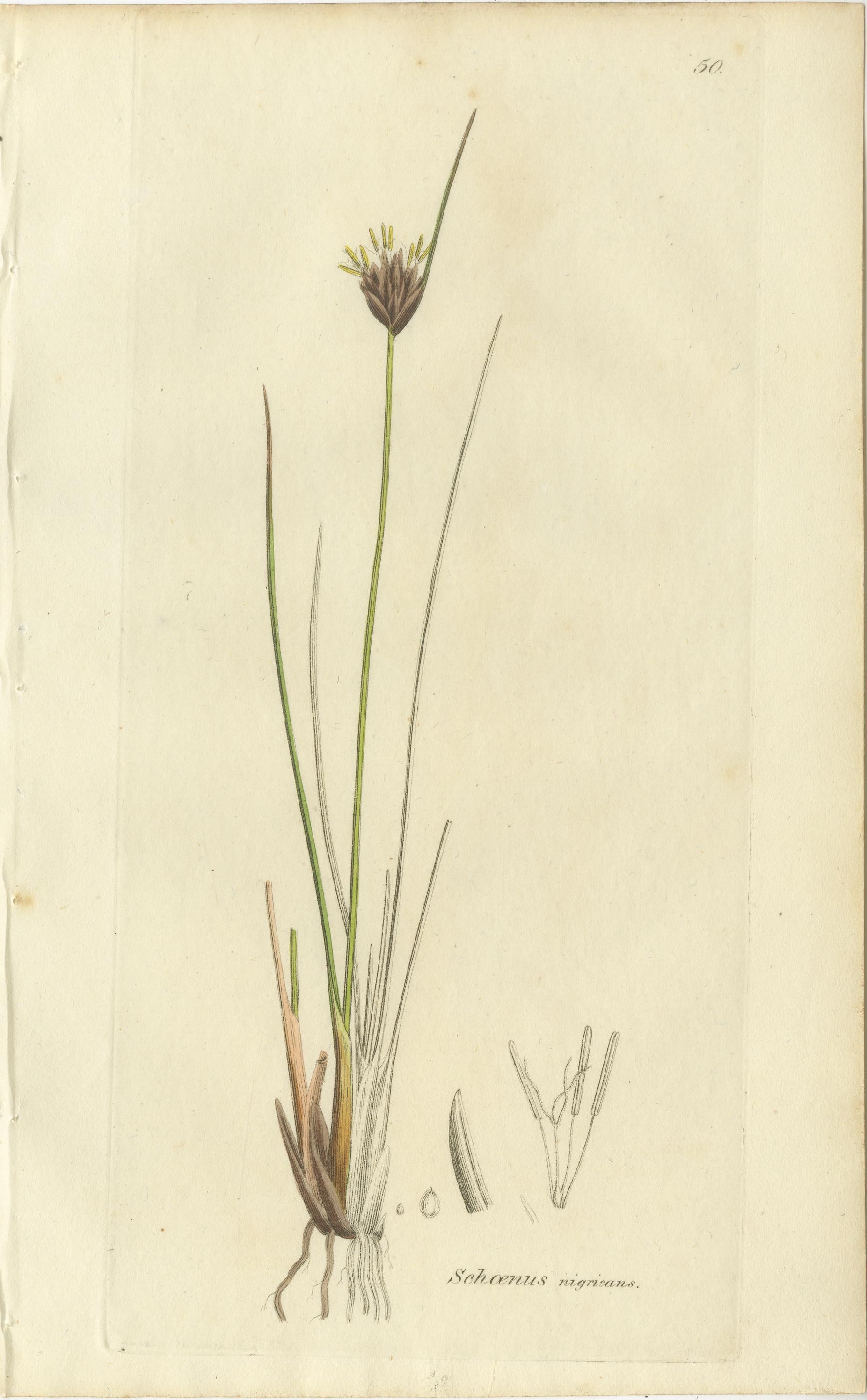 Britannico Set di 8 antiche incisioni botaniche di carici, giunchi e piante palustri, 1830 in vendita