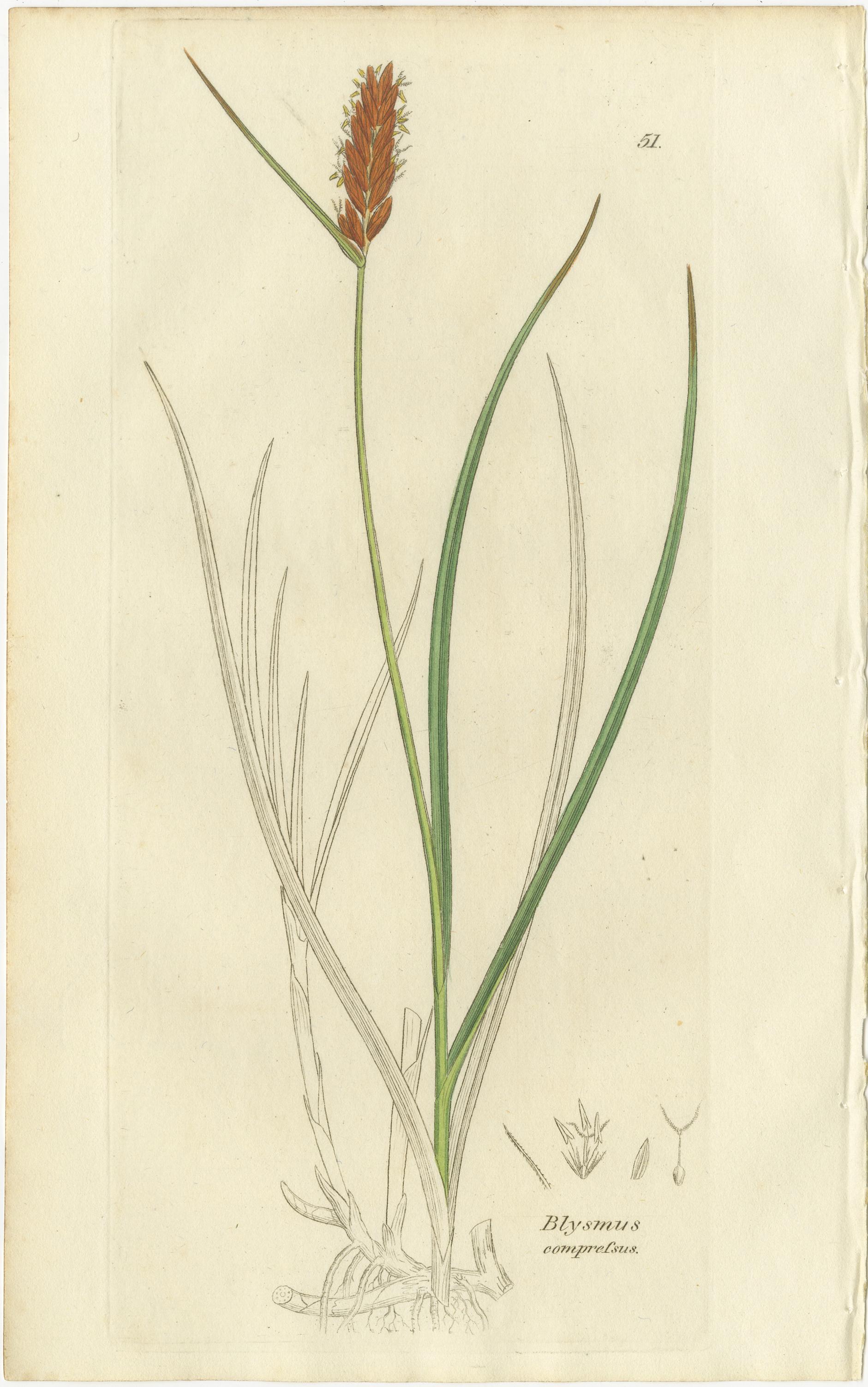 Inciso Set di 8 antiche incisioni botaniche di carici, giunchi e piante palustri, 1830 in vendita