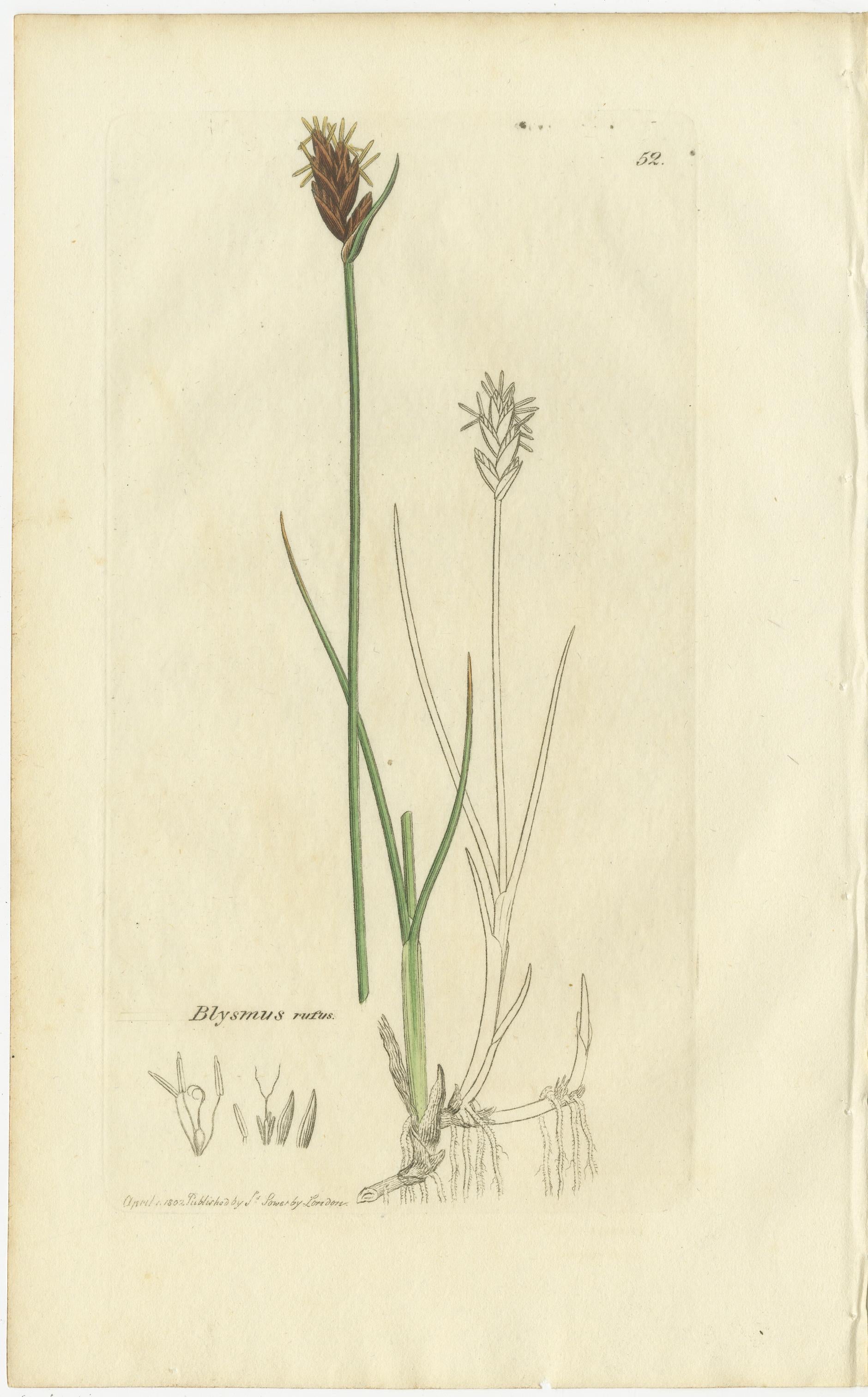 Set di 8 antiche incisioni botaniche di carici, giunchi e piante palustri, 1830 In condizioni buone in vendita a Langweer, NL