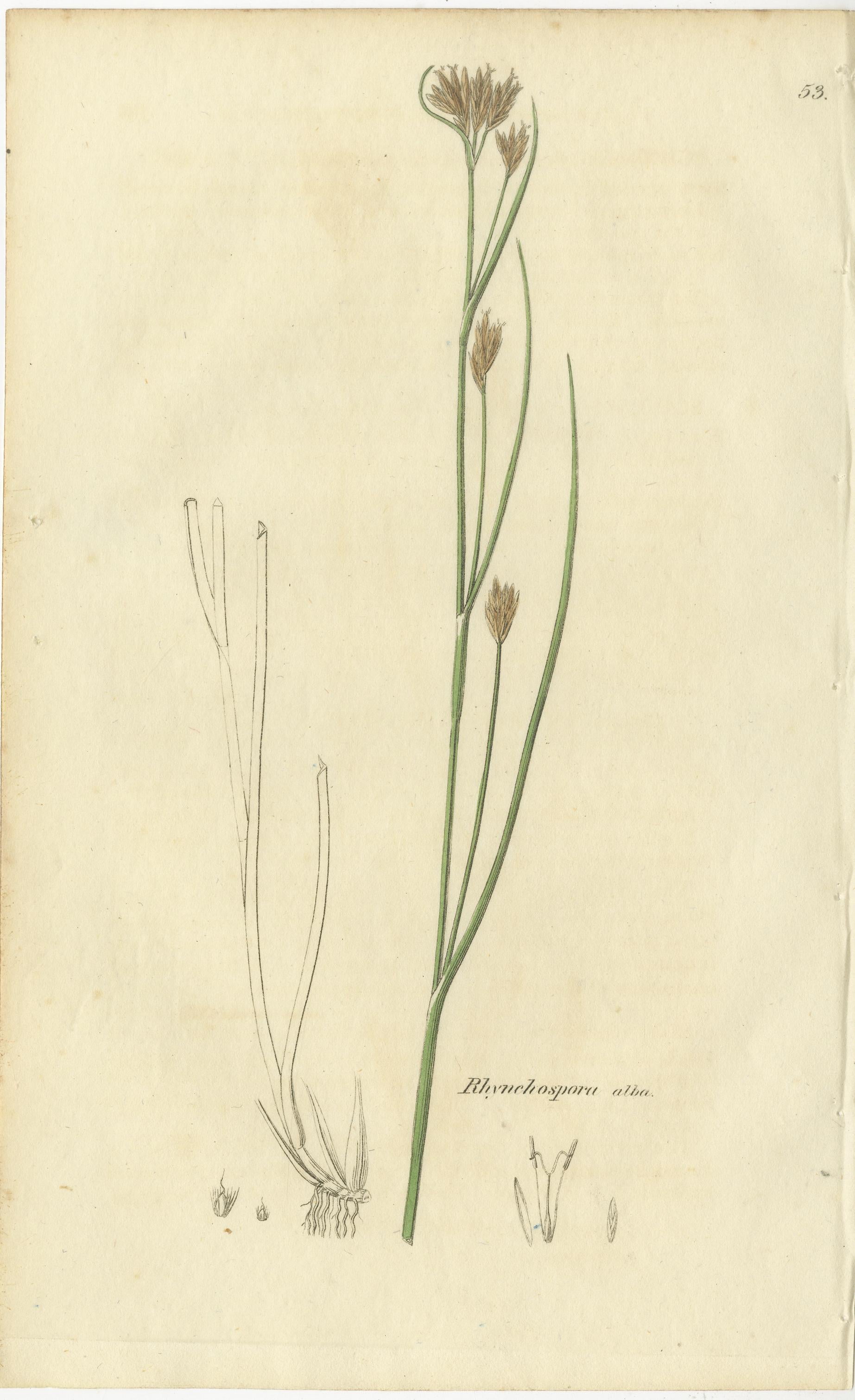 Metà XIX secolo Set di 8 antiche incisioni botaniche di carici, giunchi e piante palustri, 1830 in vendita