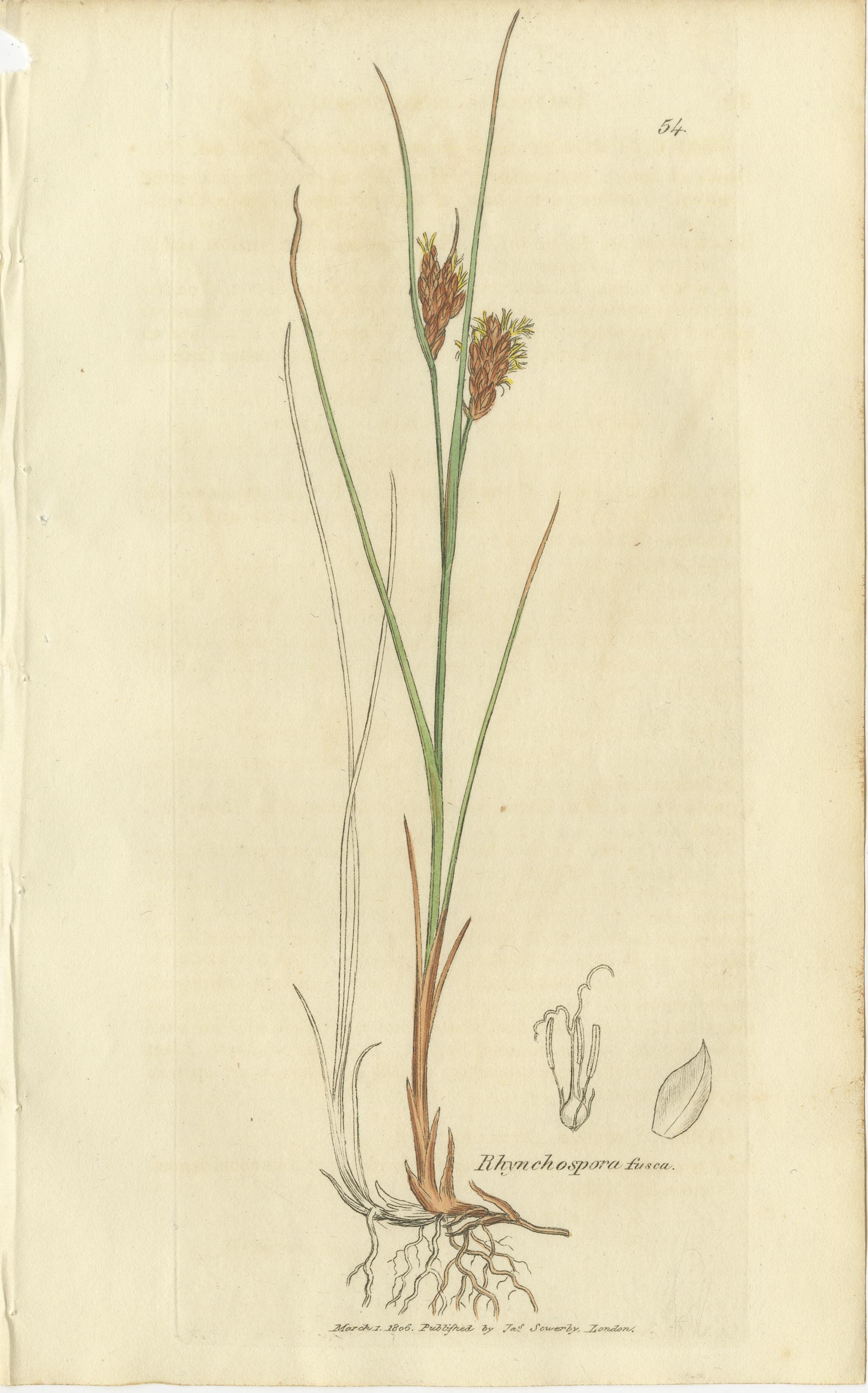 Carta Set di 8 antiche incisioni botaniche di carici, giunchi e piante palustri, 1830 in vendita