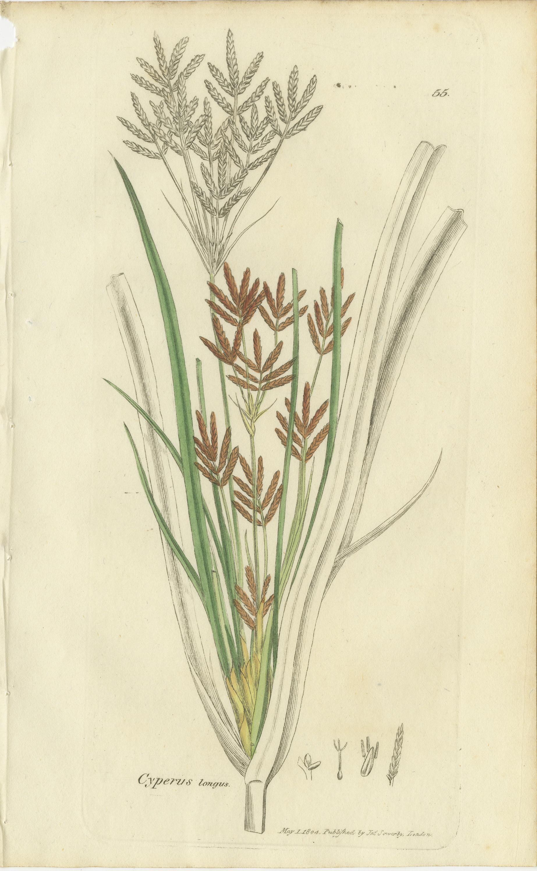 Set di 8 antiche incisioni botaniche di carici, giunchi e piante palustri, 1830 in vendita 1