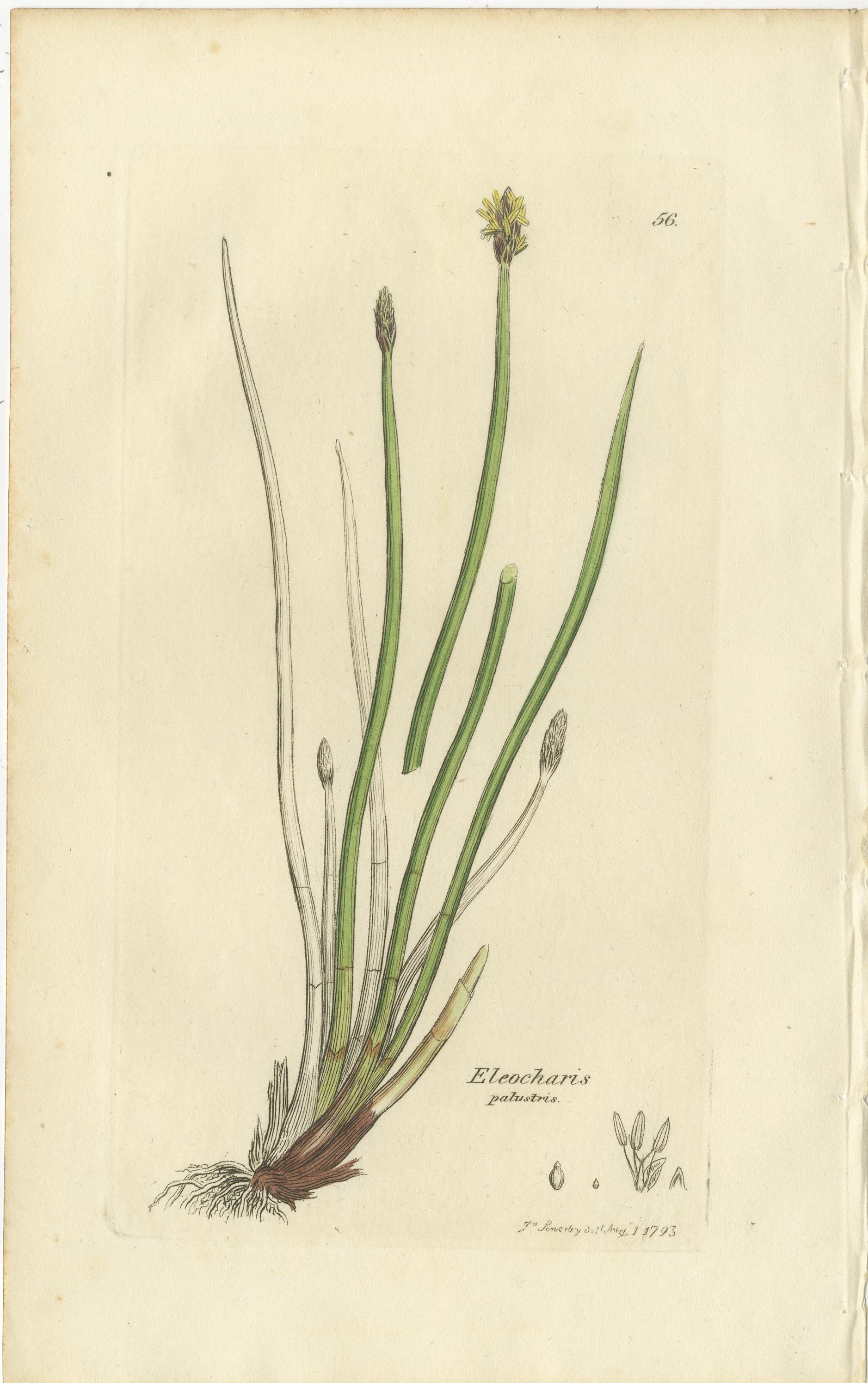 Set di 8 antiche incisioni botaniche di carici, giunchi e piante palustri, 1830 in vendita 2