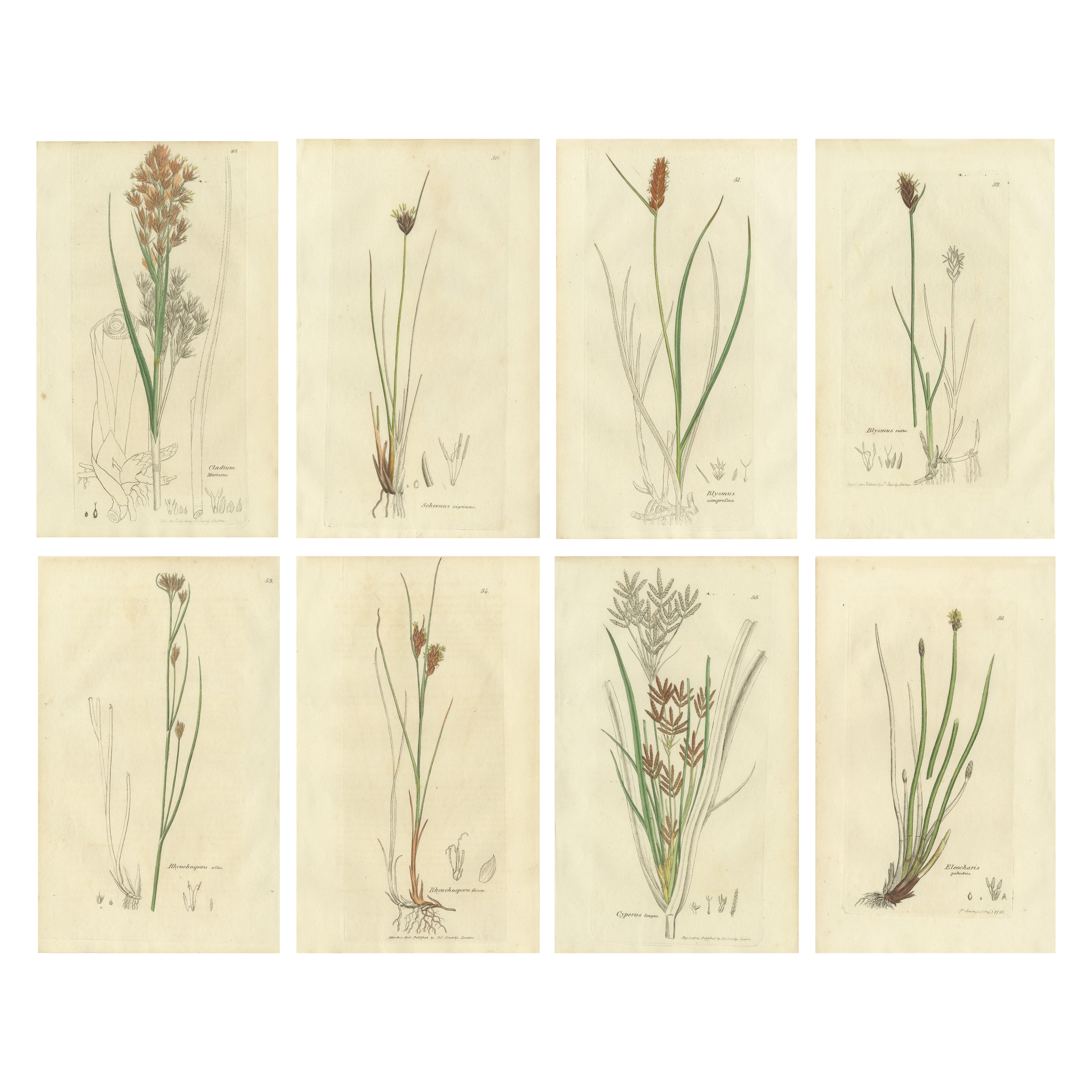 Ensemble de 8 gravures botaniques anciennes de carex, joncs et plantes de zones humides, 1830