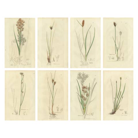 Set of 8 Antique Botanical Engravings of Sedges, Rushes and Wetland Plants, 1830
