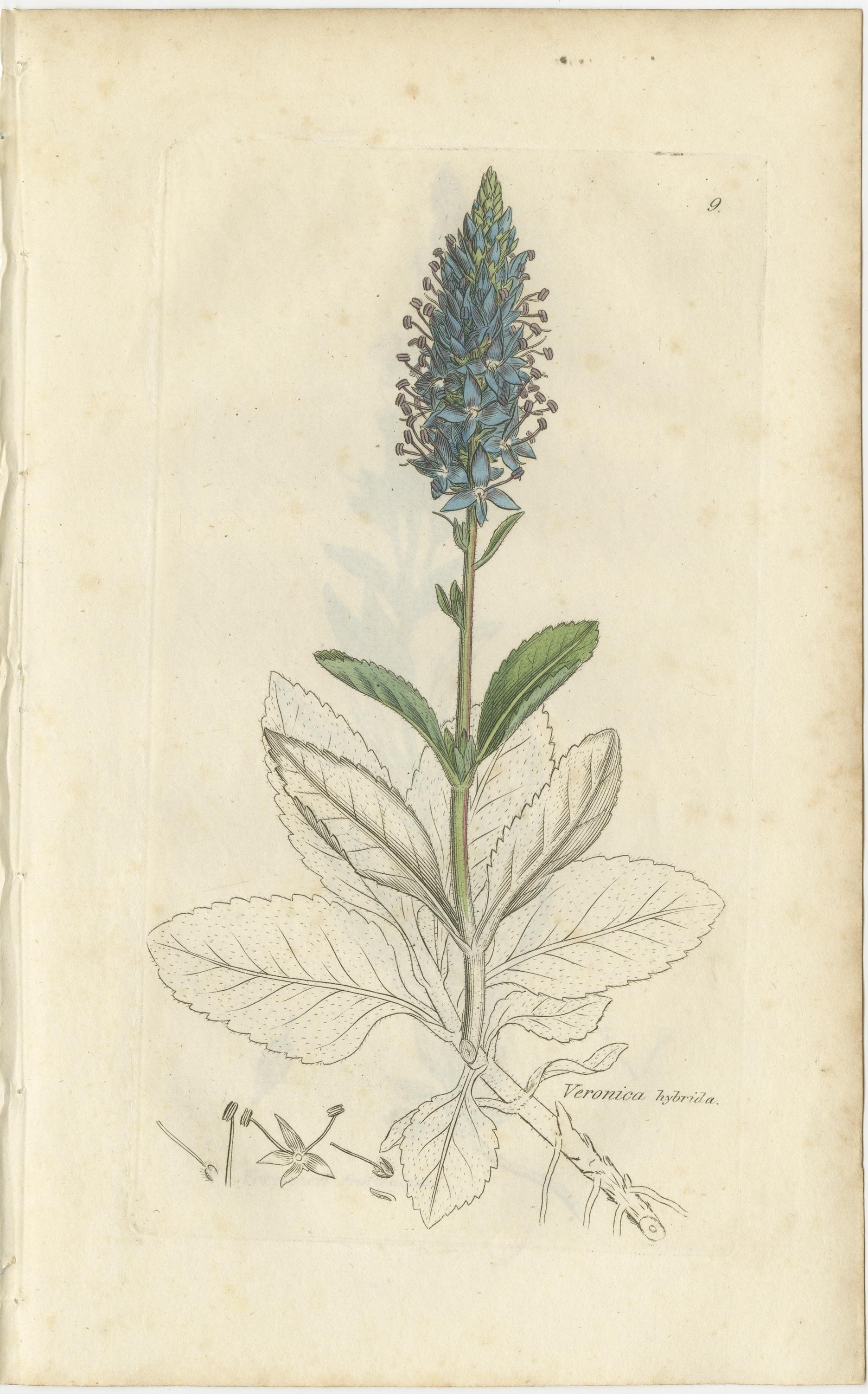 Ensemble de 8 gravures botaniques anciennes de variétés de véroniques, c.1830

Cet ensemble raffiné de huit gravures botaniques anciennes présente un groupe complet d'espèces de Veronica, communément appelées Speedwell, illustrées avec la précision,