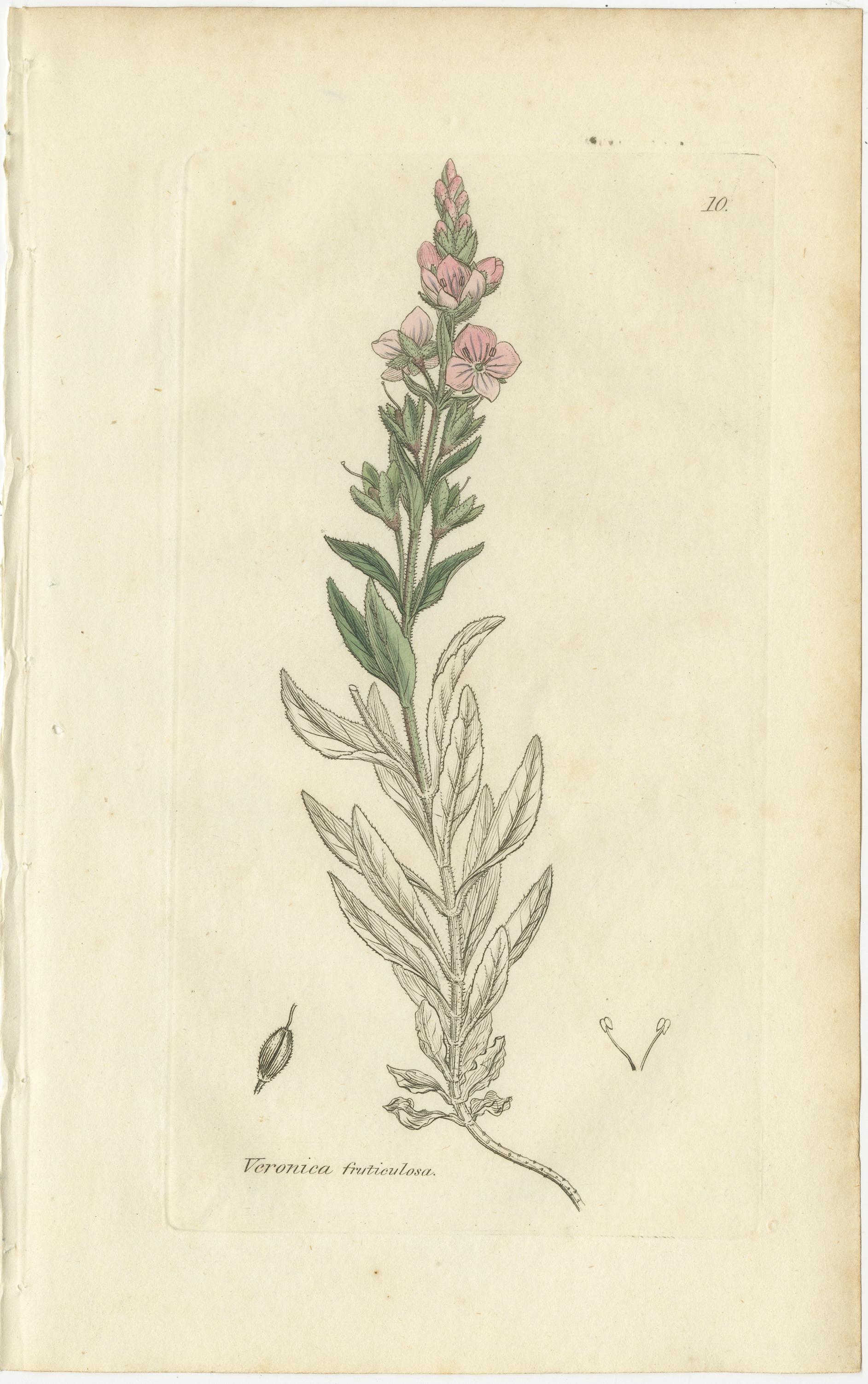 Britannique Ensemble de 8 gravures botaniques anciennes de variétés de véroniques, c.1830 en vente