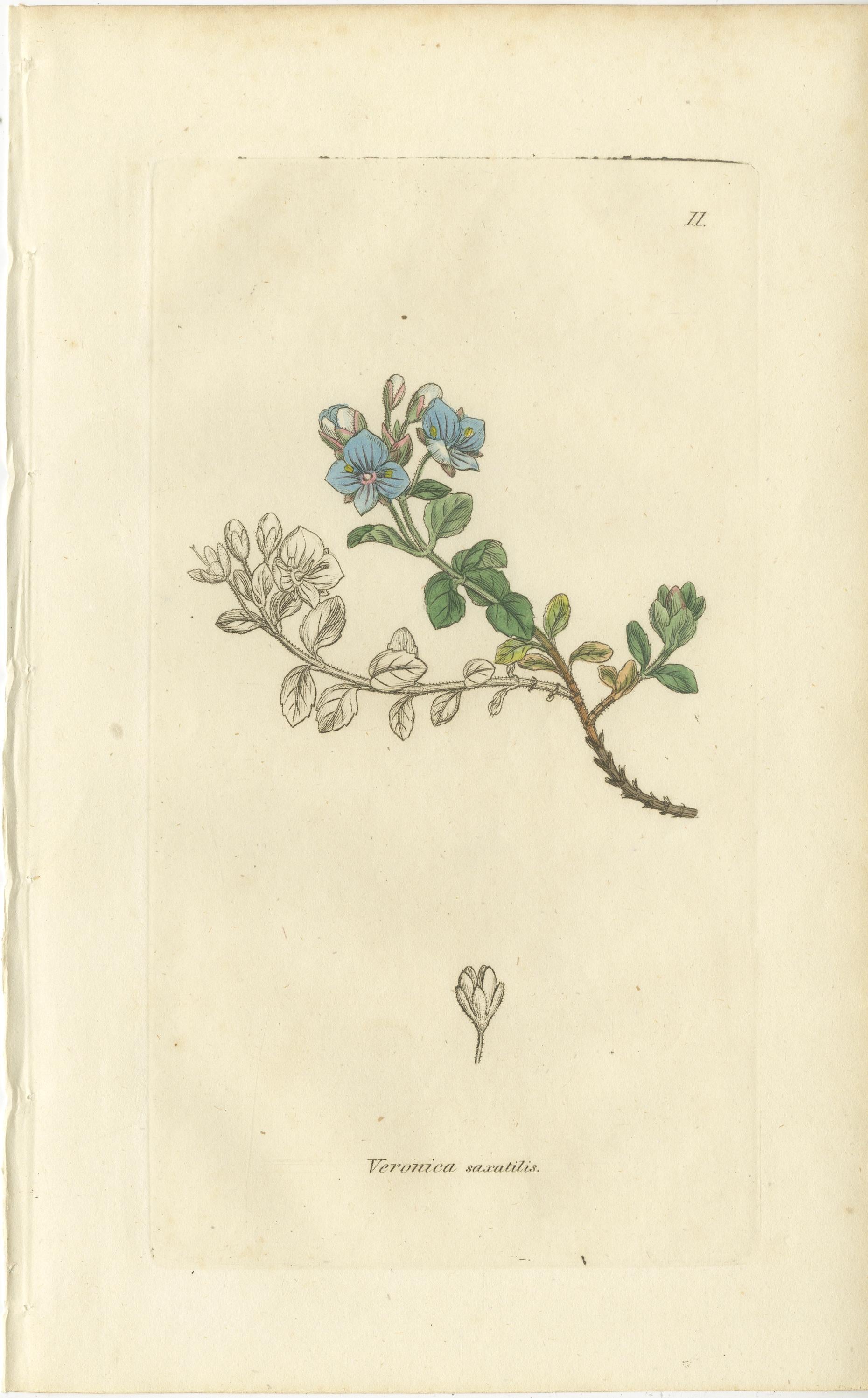 Gravé Ensemble de 8 gravures botaniques anciennes de variétés de véroniques, c.1830 en vente