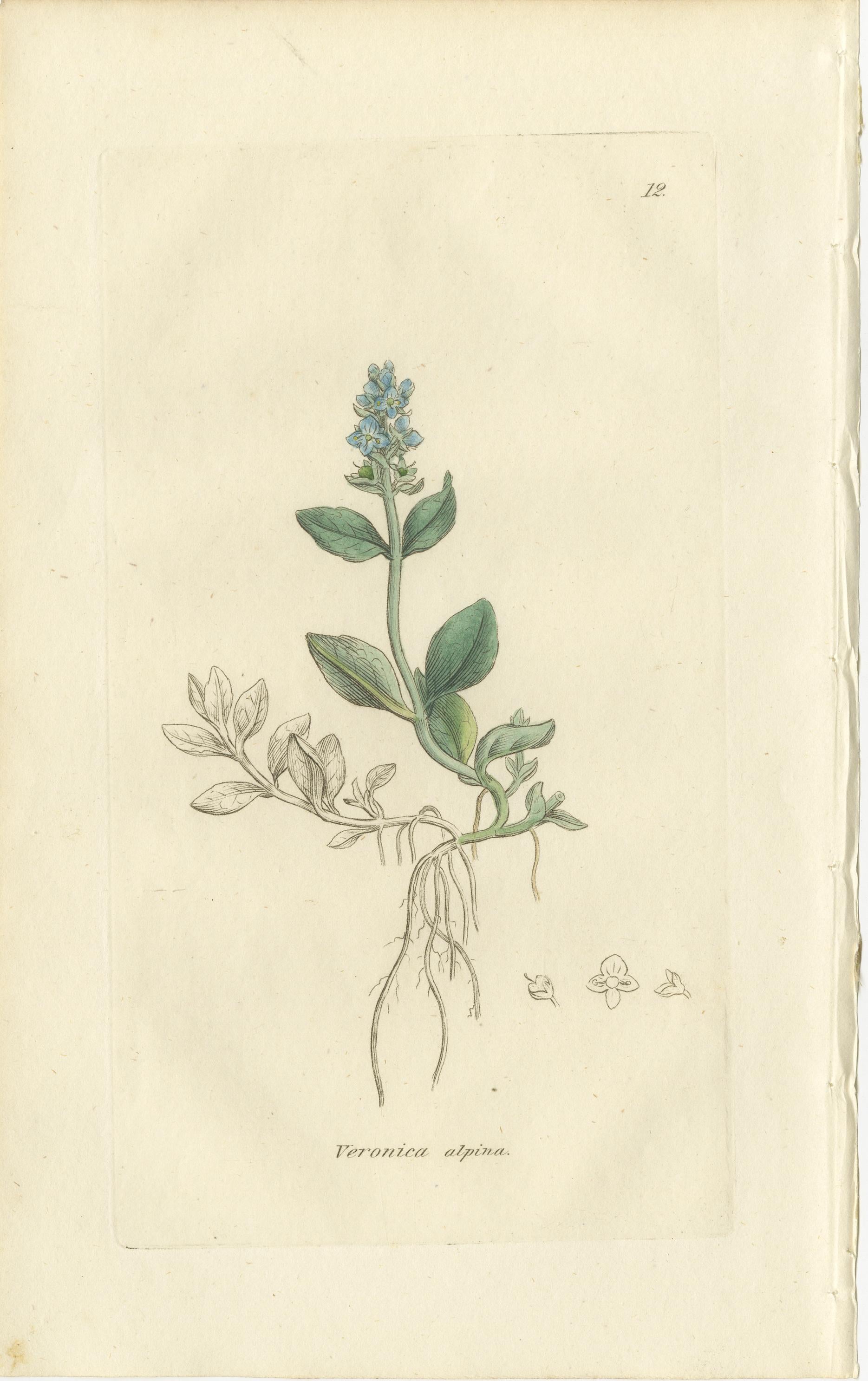 Ensemble de 8 gravures botaniques anciennes de variétés de véroniques, c.1830 Bon état - En vente à Langweer, NL