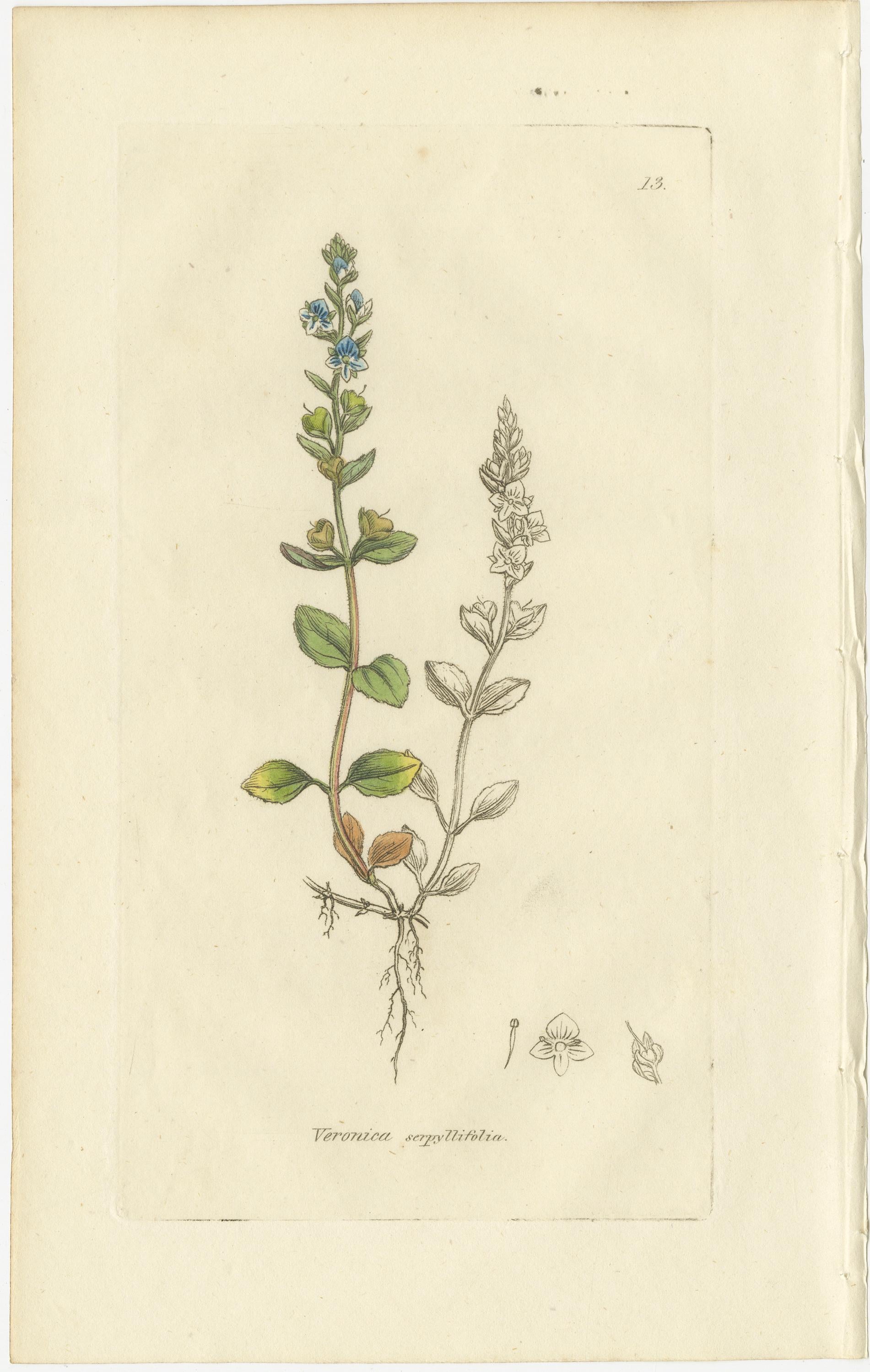 Milieu du XIXe siècle Ensemble de 8 gravures botaniques anciennes de variétés de véroniques, c.1830 en vente