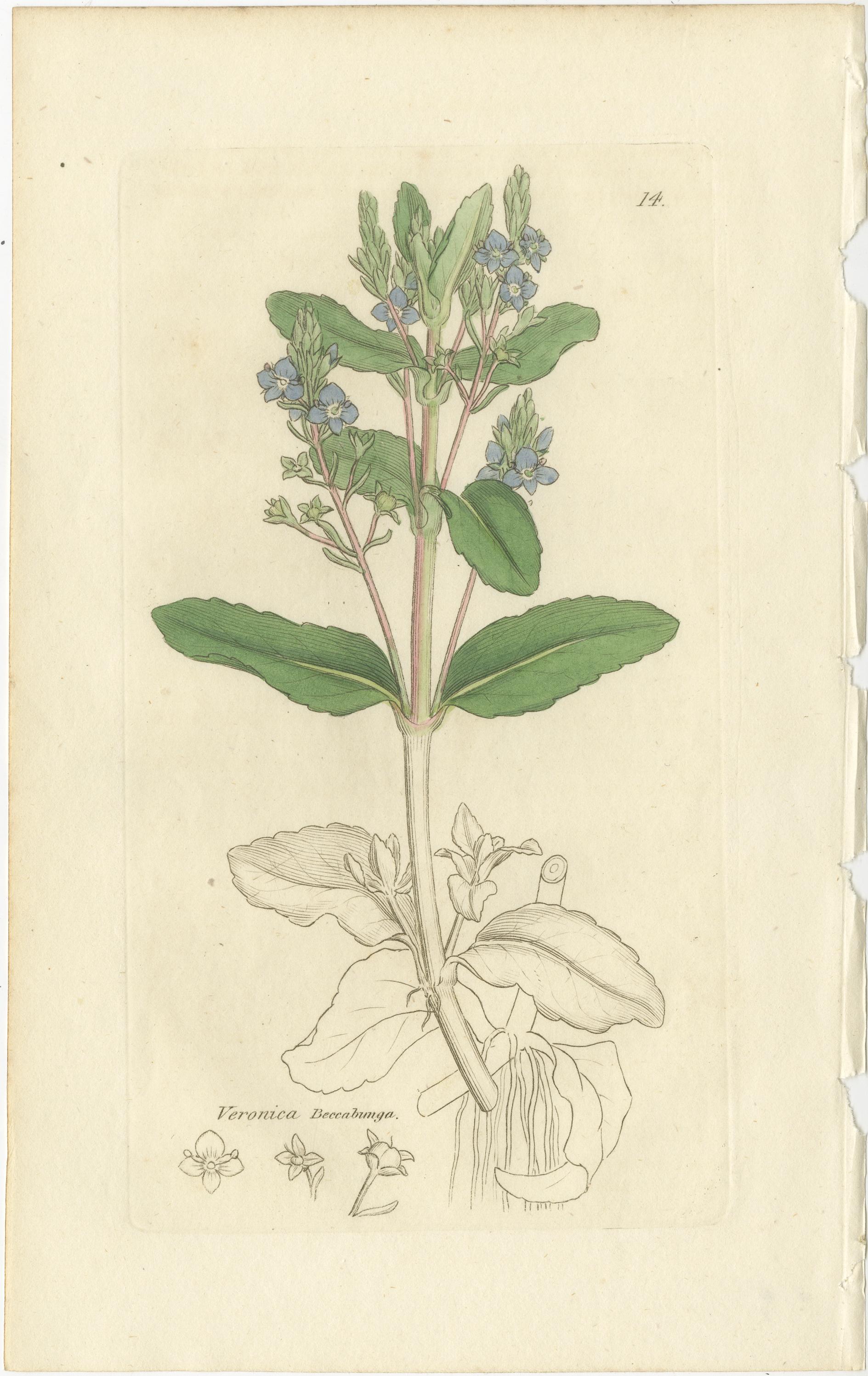 Papier Ensemble de 8 gravures botaniques anciennes de variétés de véroniques, c.1830 en vente