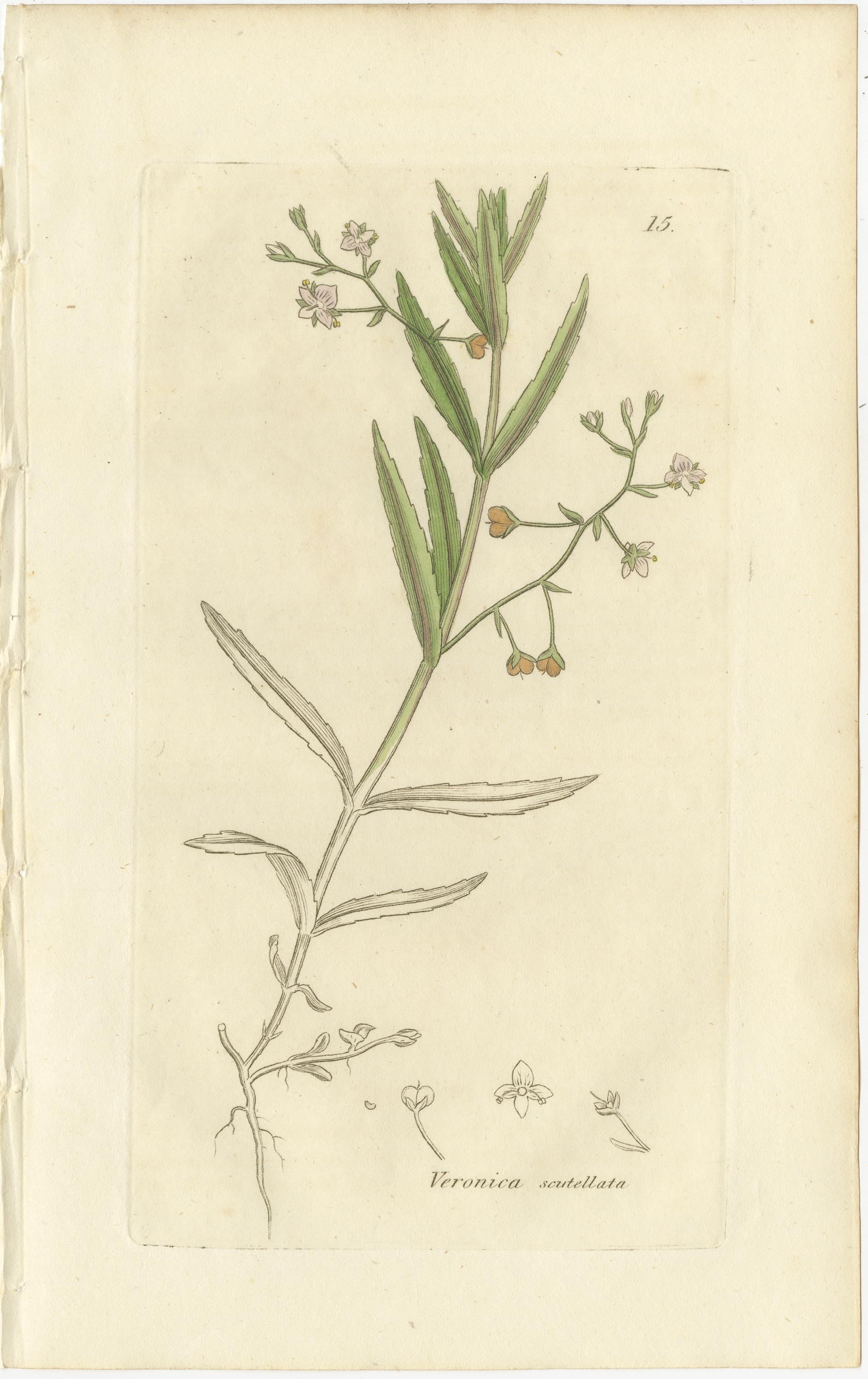 Ensemble de 8 gravures botaniques anciennes de variétés de véroniques, c.1830 en vente 1