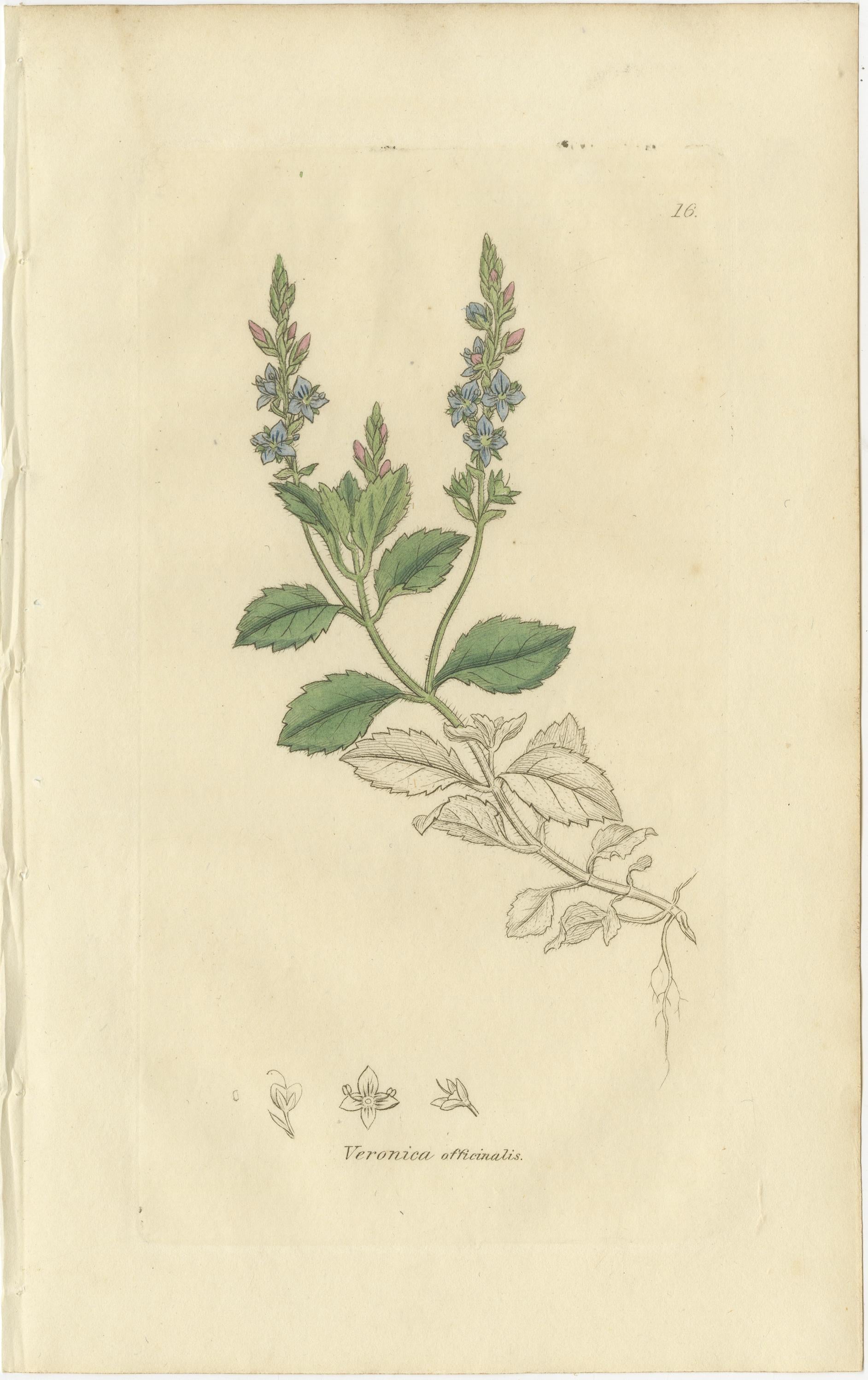 Ensemble de 8 gravures botaniques anciennes de variétés de véroniques, c.1830 en vente 2