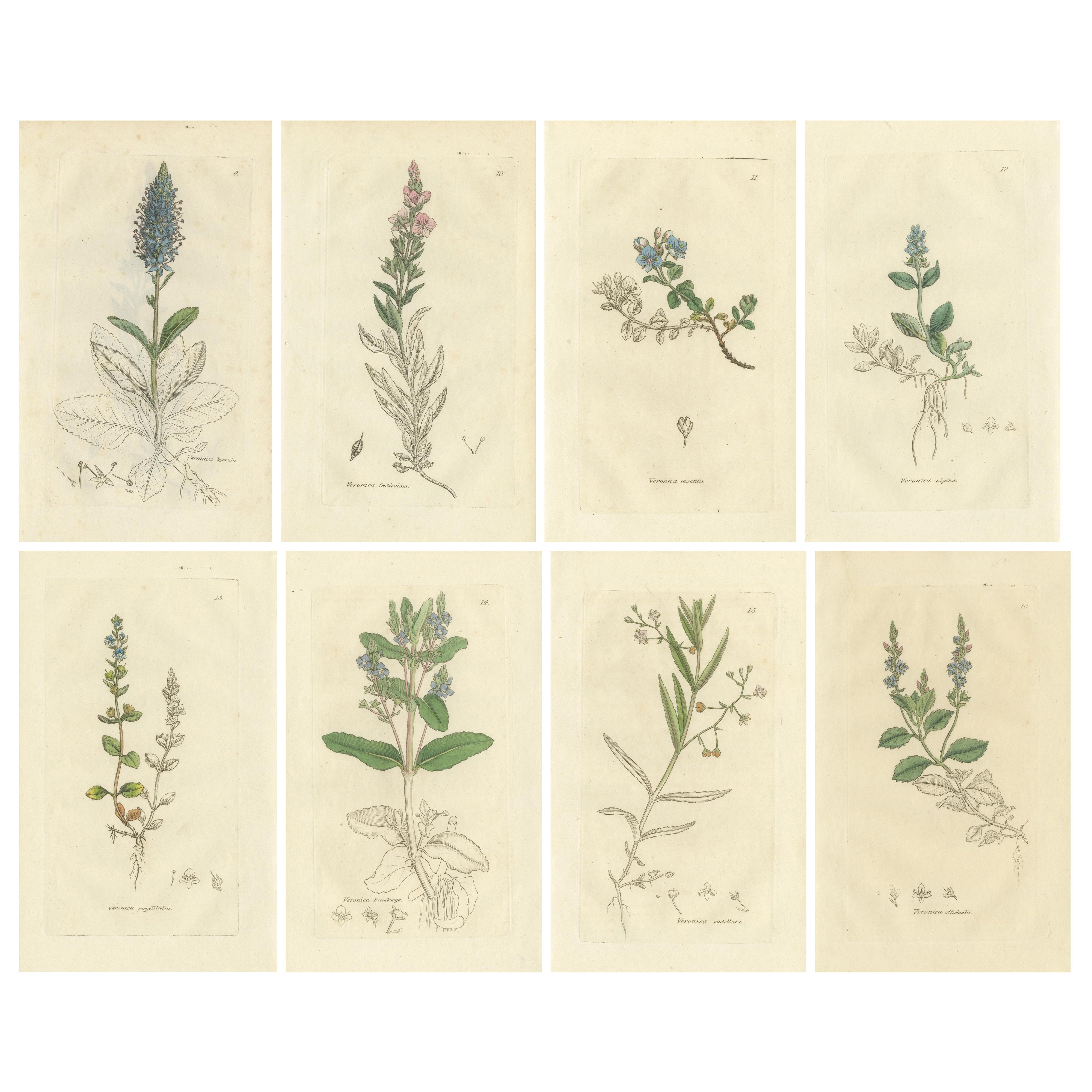 Ensemble de 8 gravures botaniques anciennes de variétés de véroniques, c.1830 en vente