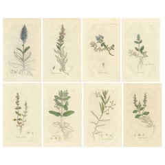 Set of 8 Antique Botanical Engravings of Speedwell Varieties, c.1830