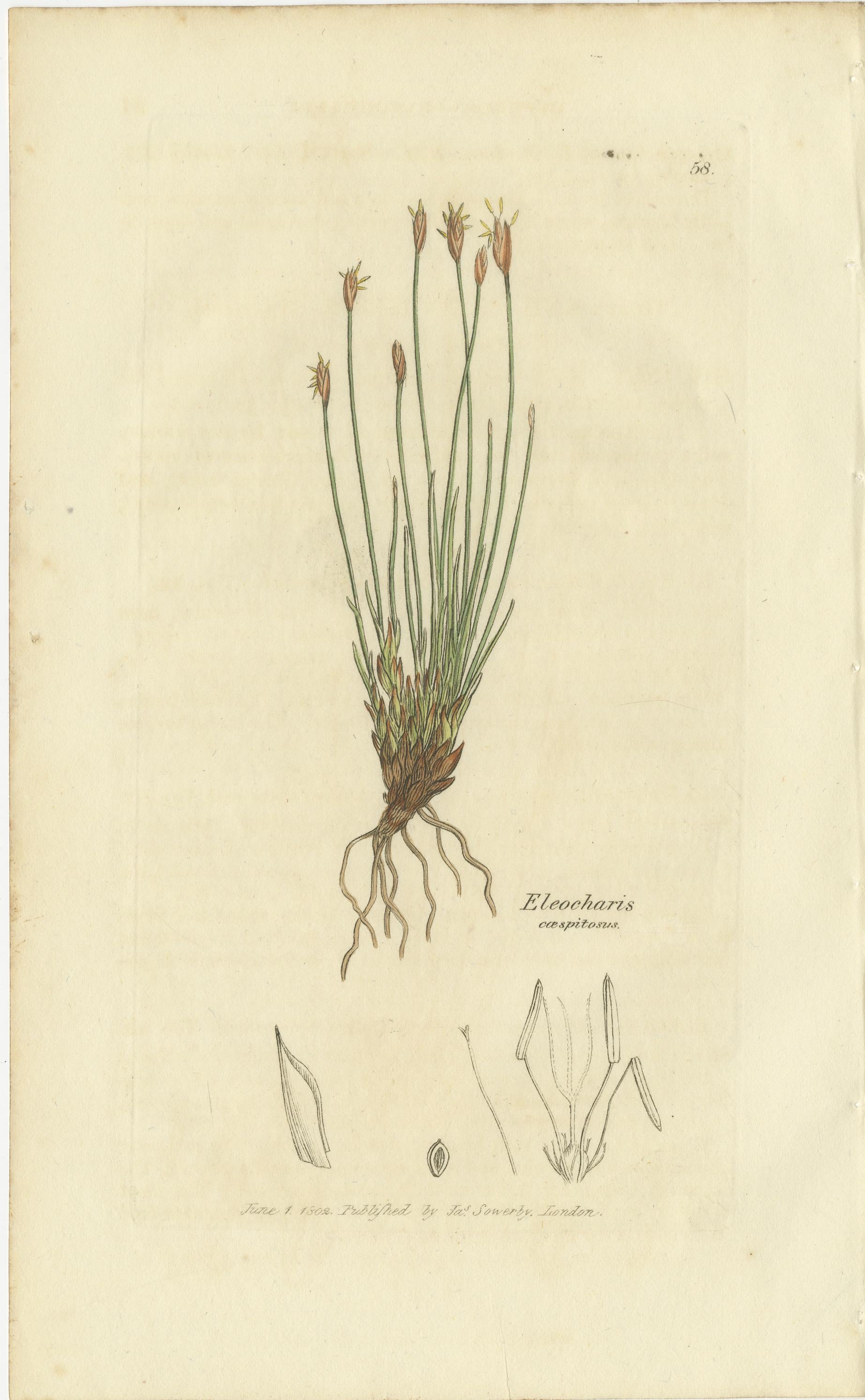 Conjunto de 8 grabados botánicos antiguos de especies de junco espinoso y enea, c.1830 Británico en venta