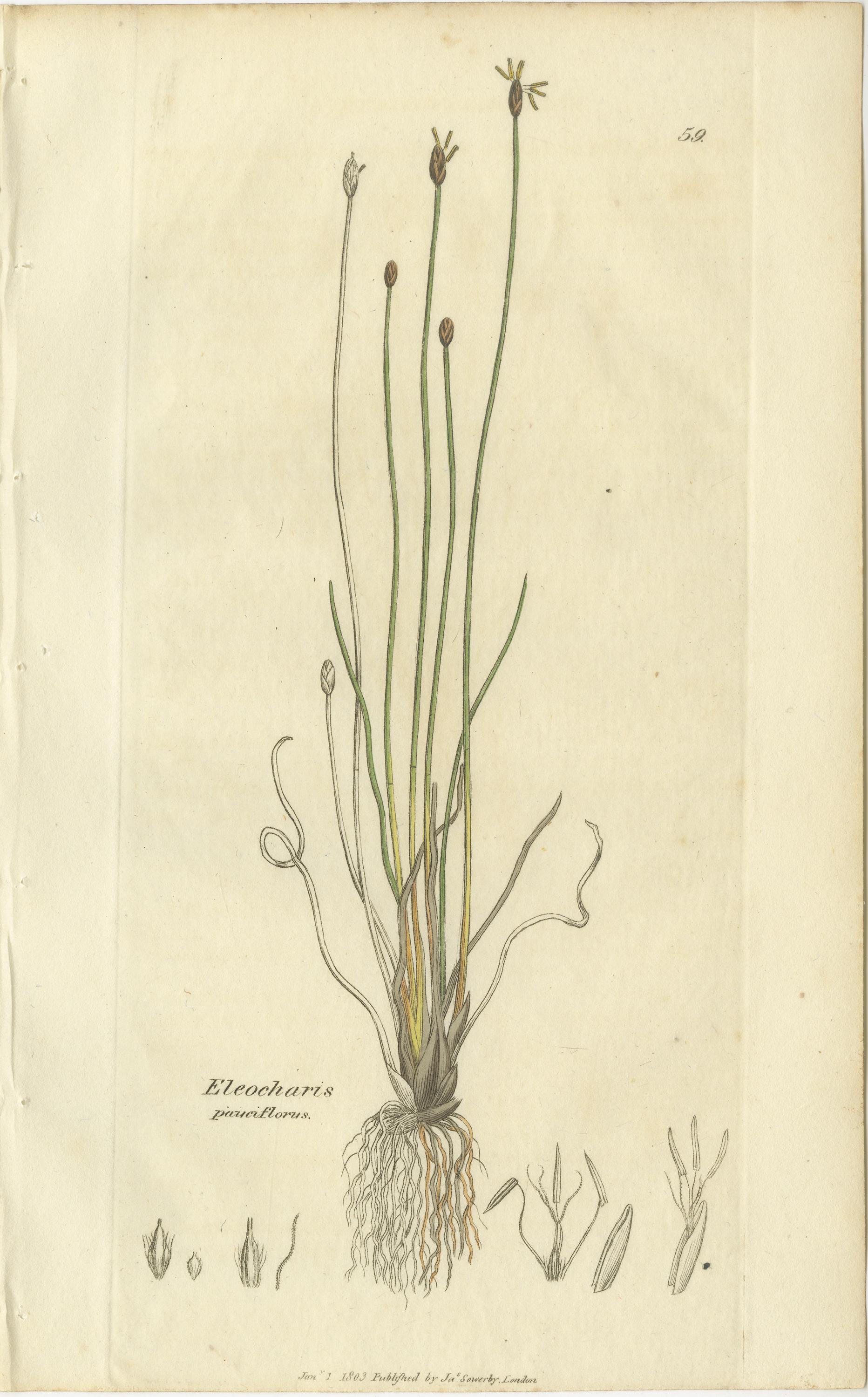 Conjunto de 8 grabados botánicos antiguos de especies de junco espinoso y enea, c.1830 Grabado en venta