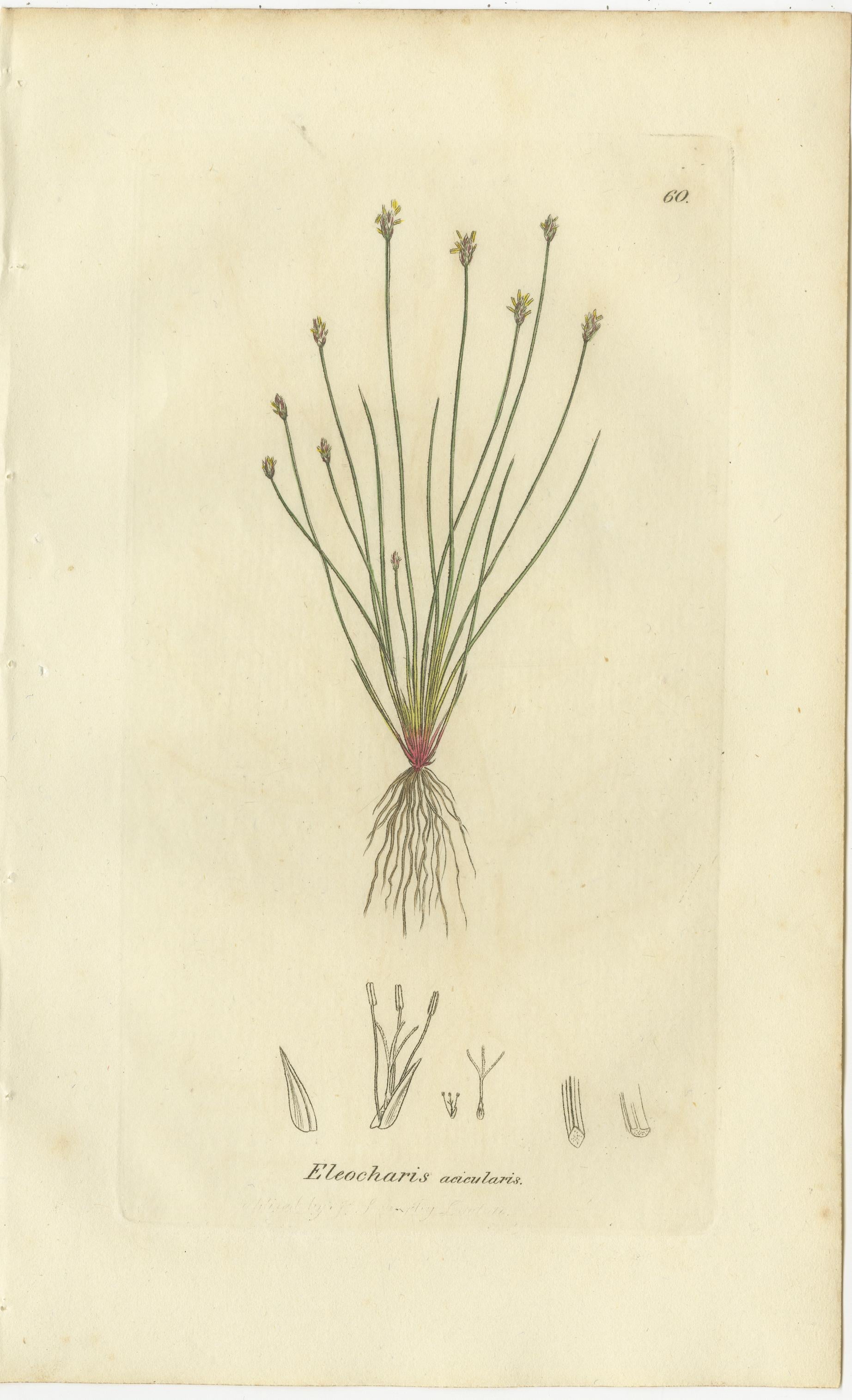 Conjunto de 8 grabados botánicos antiguos de especies de junco espinoso y enea, c.1830 en Bueno estado para la venta en Langweer, NL