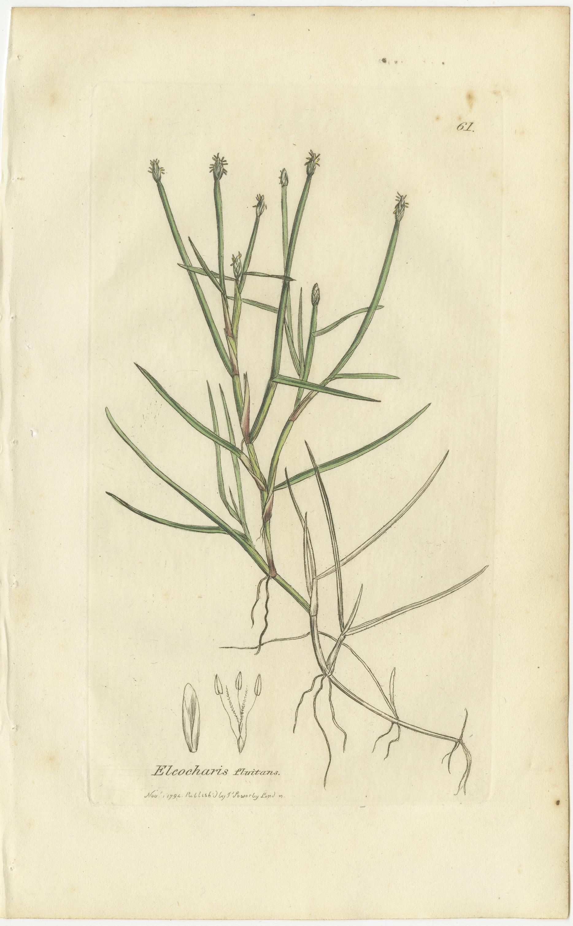 Conjunto de 8 grabados botánicos antiguos de especies de junco espinoso y enea, c.1830 Mediados del siglo XIX en venta