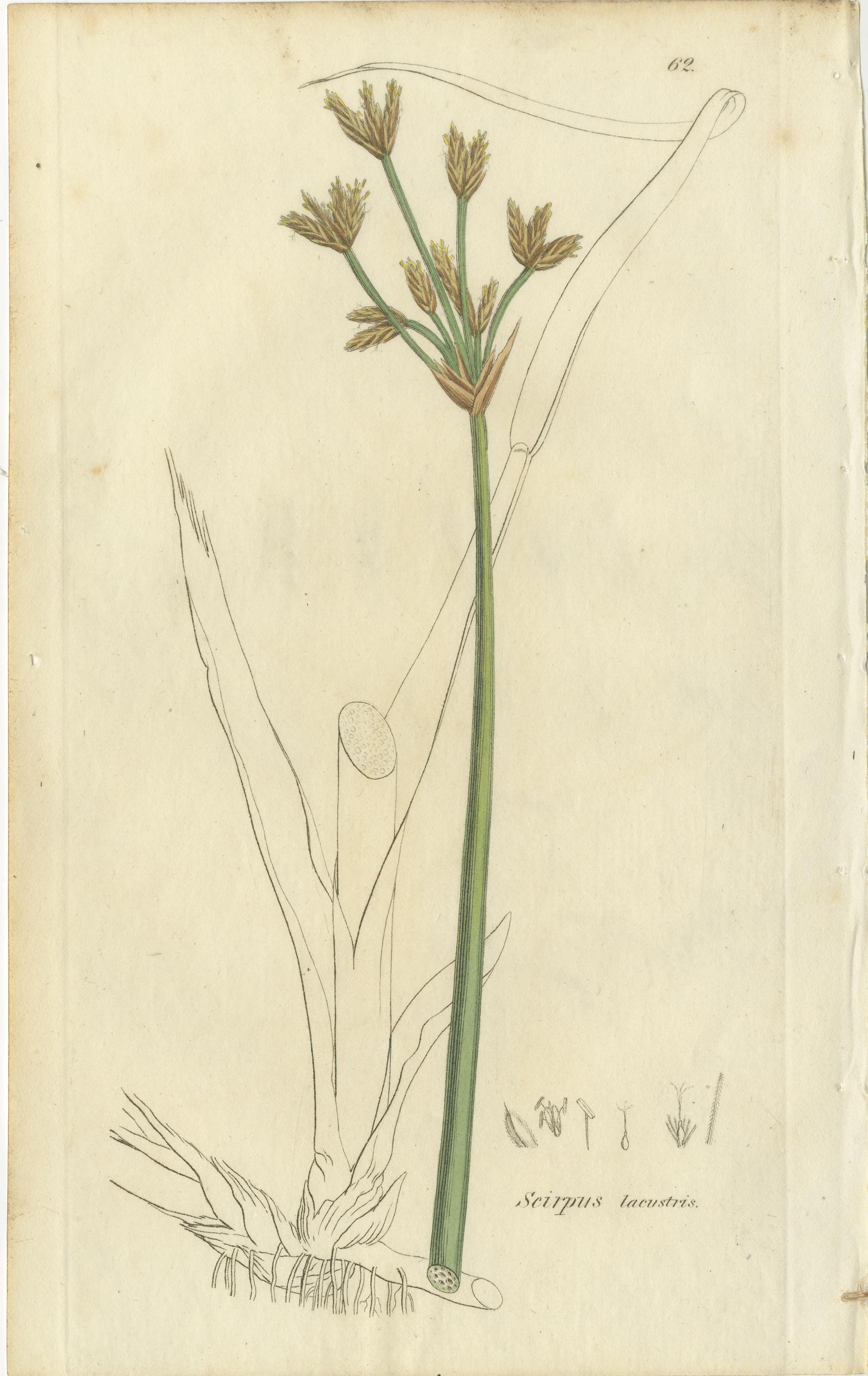 Conjunto de 8 grabados botánicos antiguos de especies de junco espinoso y enea, c.1830 Papel en venta