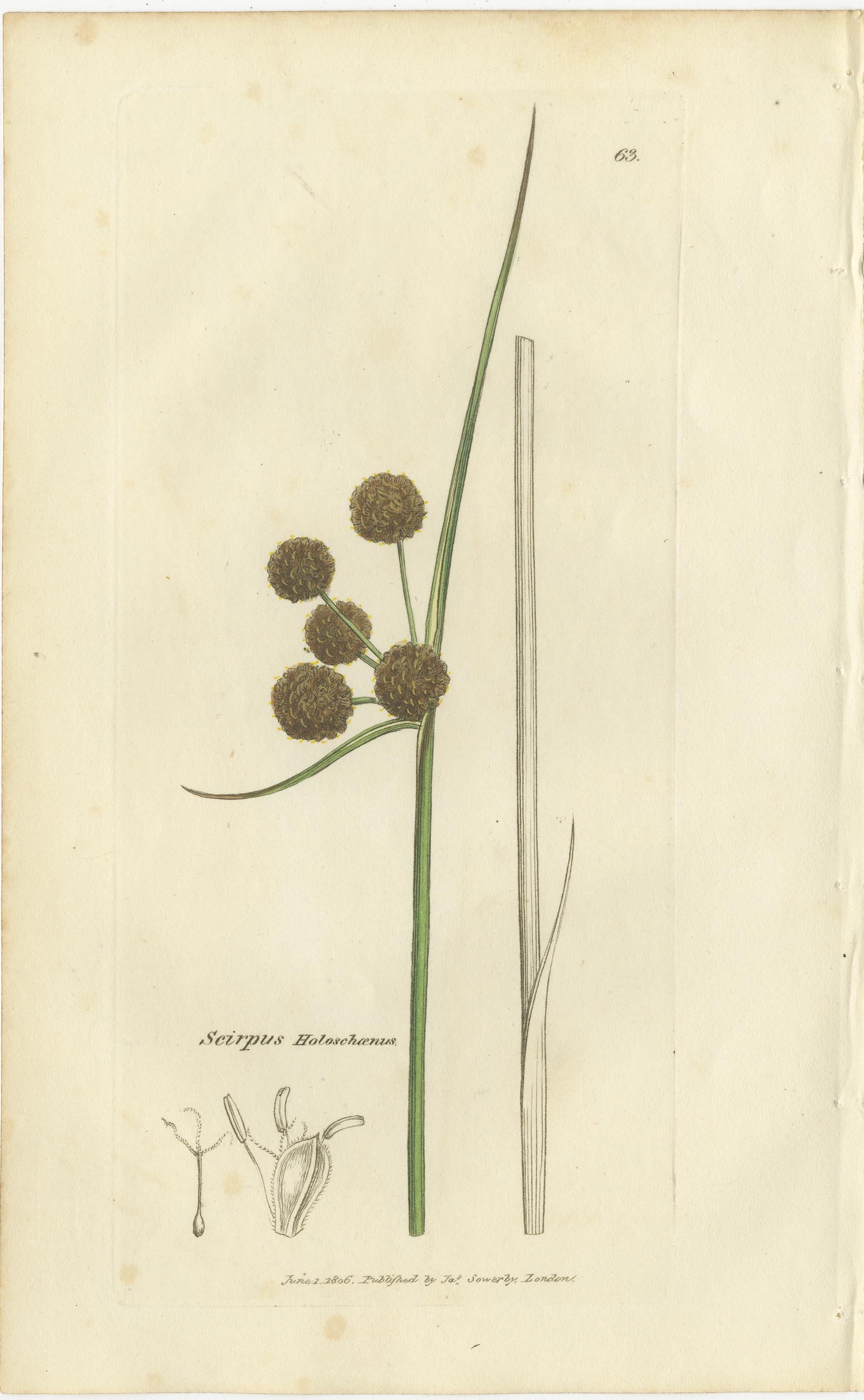 Conjunto de 8 grabados botánicos antiguos de especies de junco espinoso y enea, c.1830 en venta 1