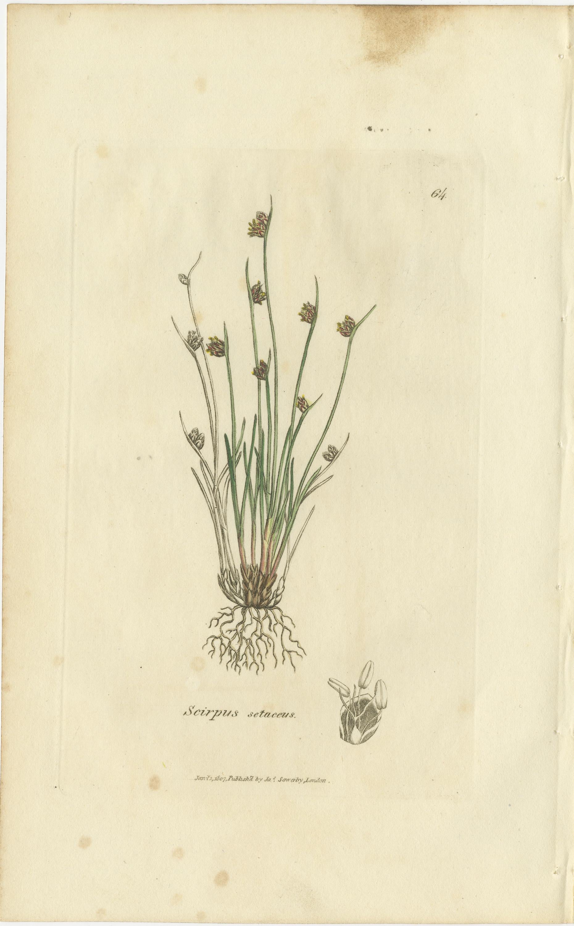 Conjunto de 8 grabados botánicos antiguos de especies de junco espinoso y enea, c.1830 en venta 2