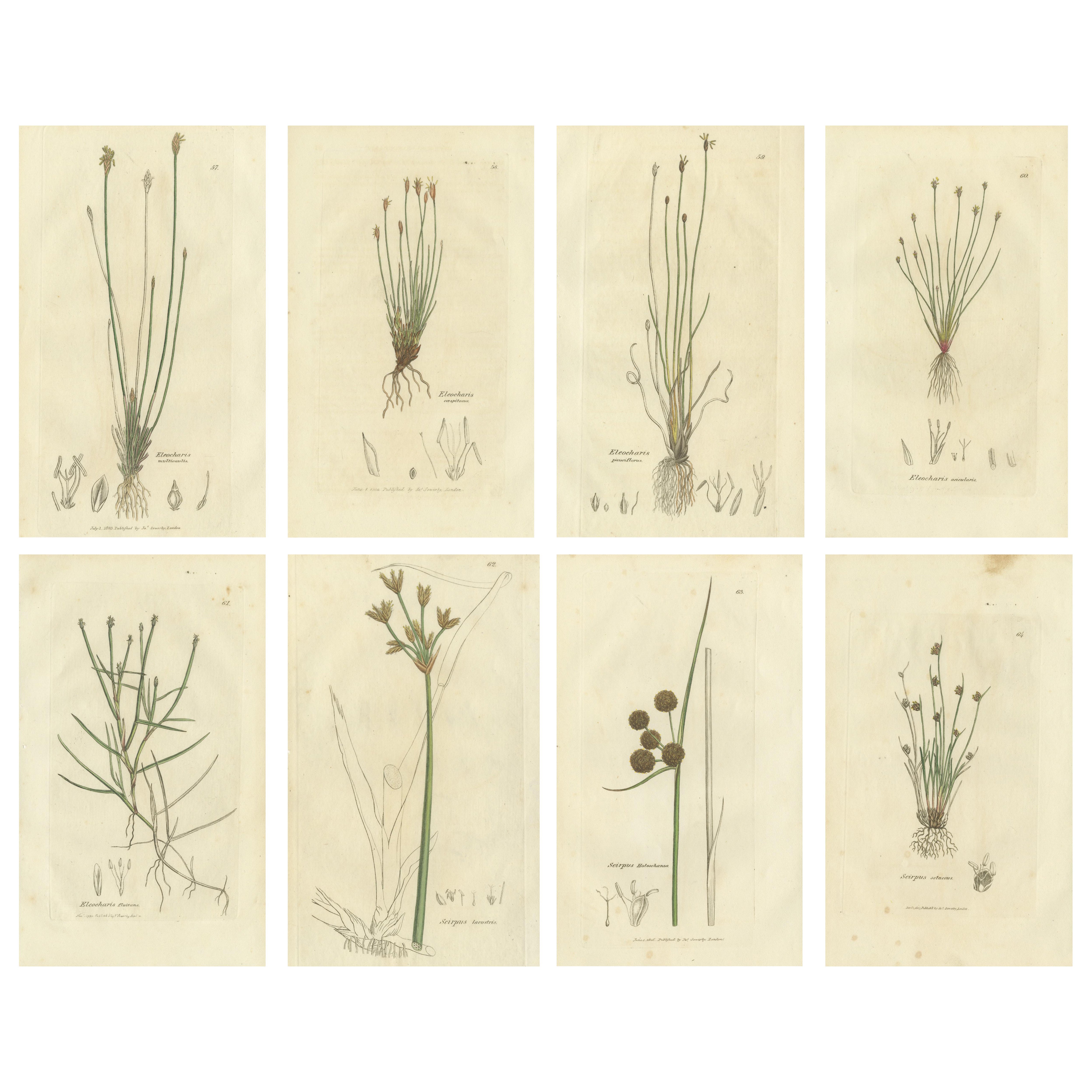 Conjunto de 8 grabados botánicos antiguos de especies de junco espinoso y enea, c.1830