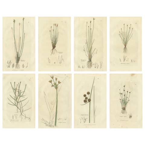 Set of 8 Antique Botanical Engravings of Spike-Rush and Bulrush Species, c.1830